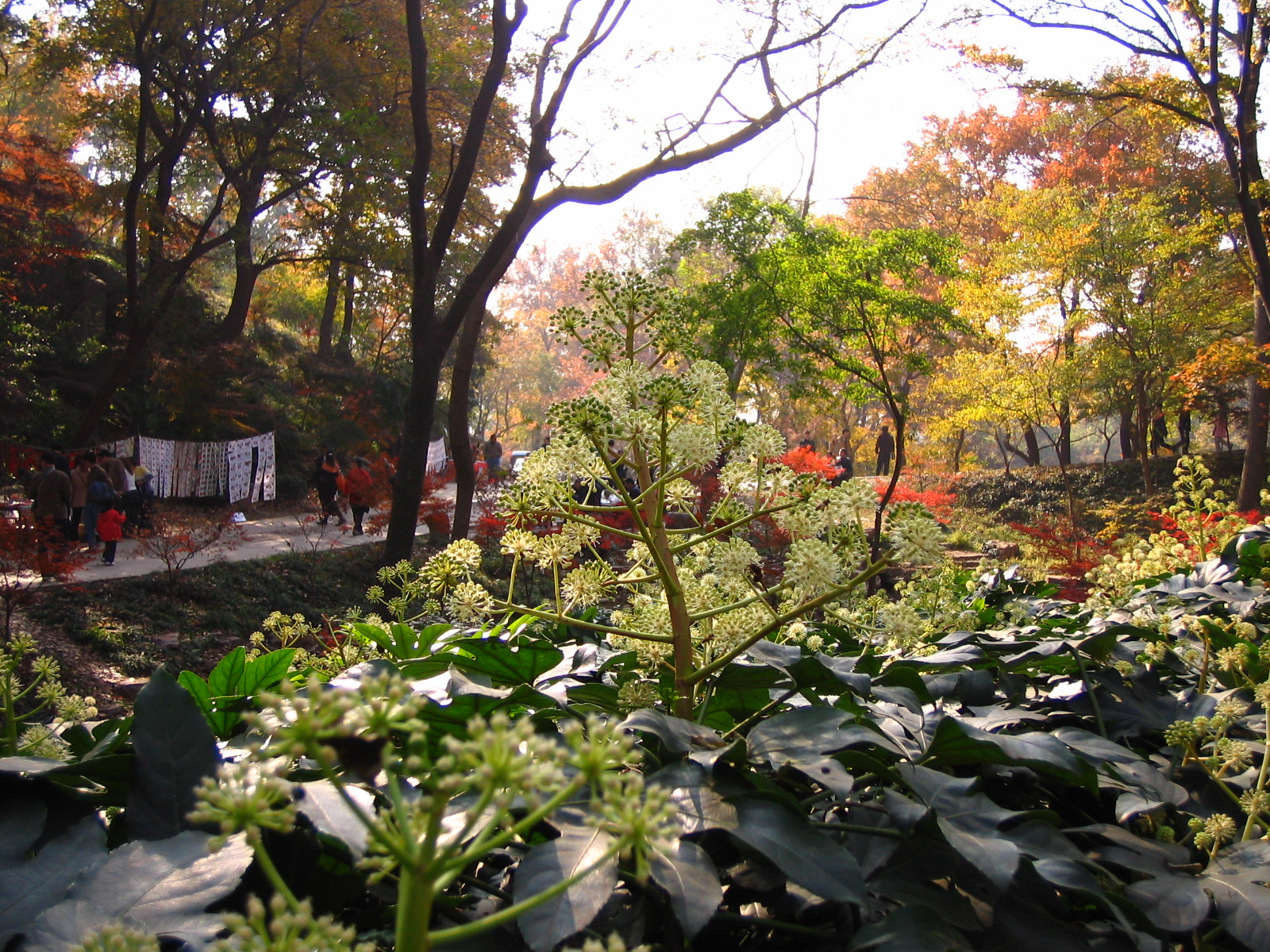 4535_14959_17443.jpg
