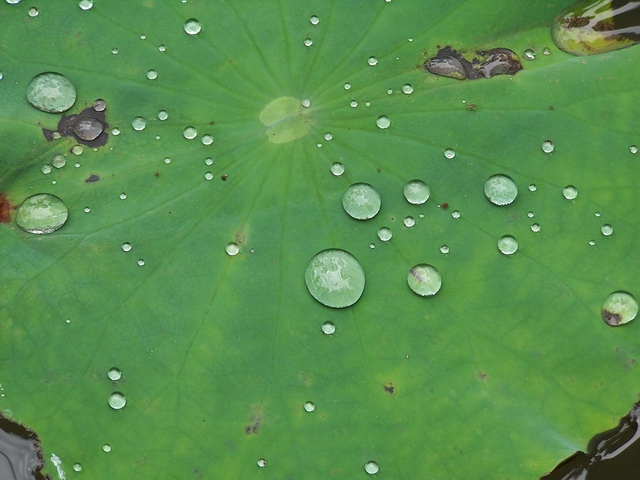 2733_9265_12835.jpg