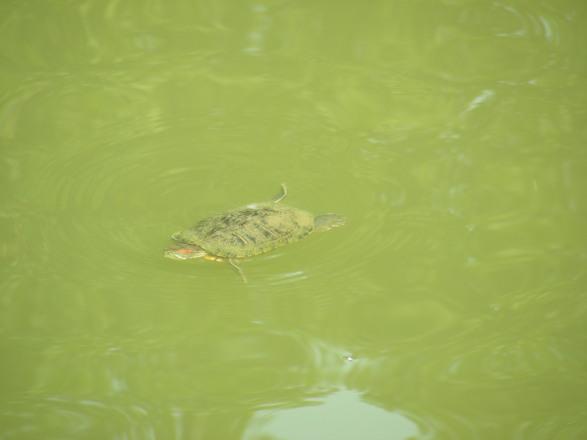 DSCN0440.jpg