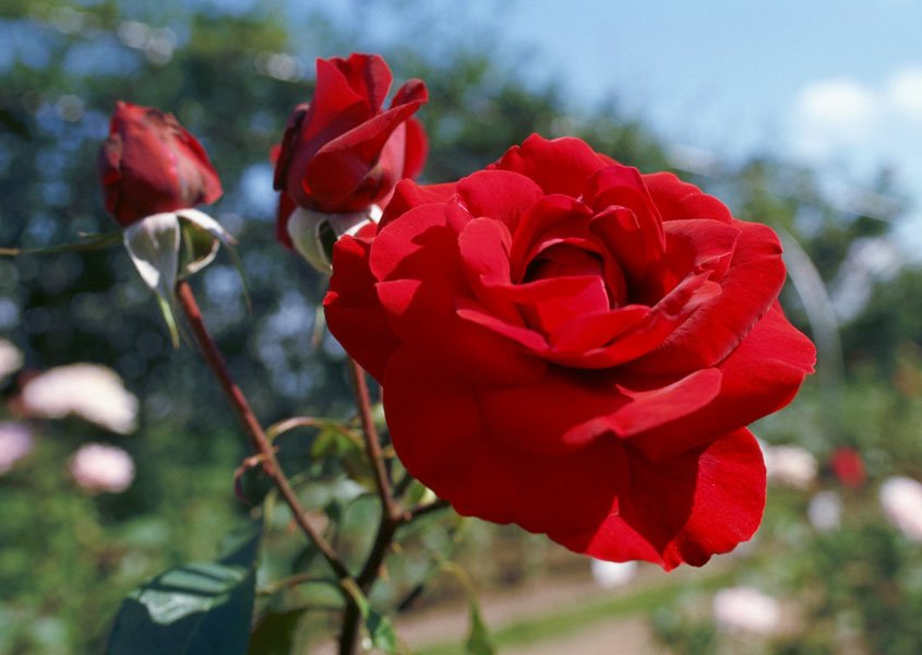love-033.jpg
