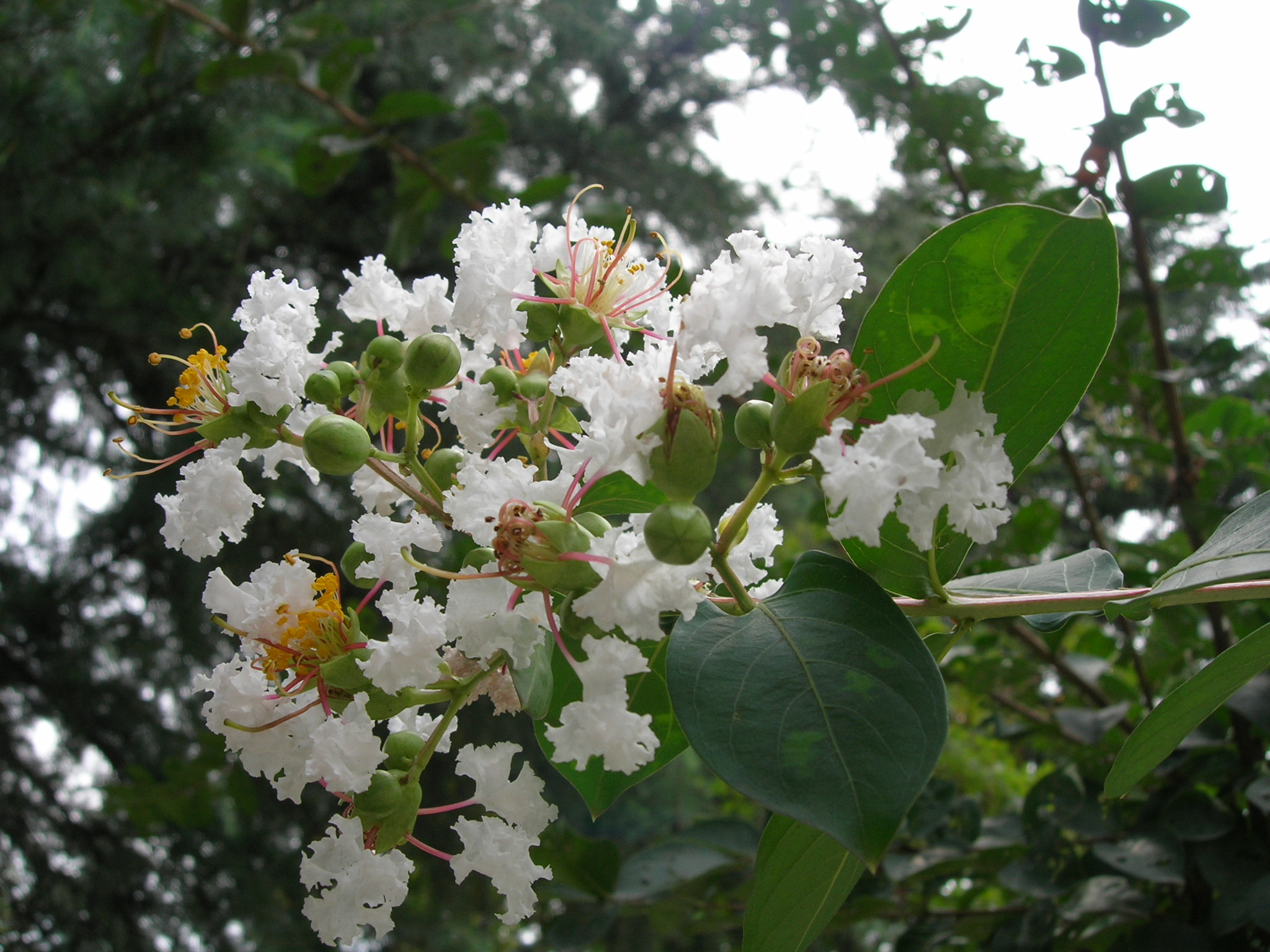 DSCN1721.JPG