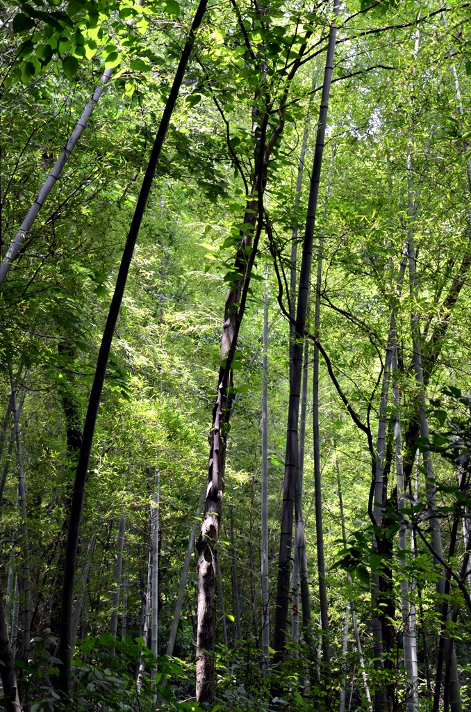 DSC_2612.JPG