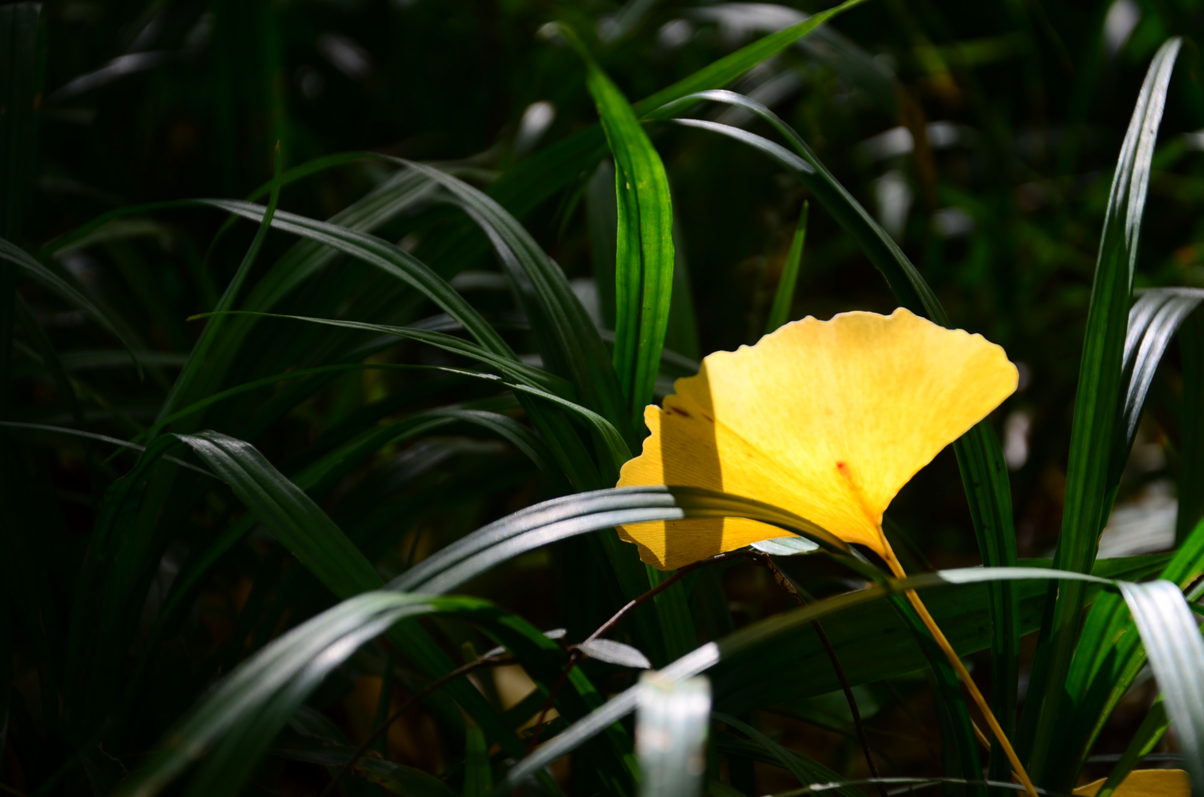 DSC_8623.JPG