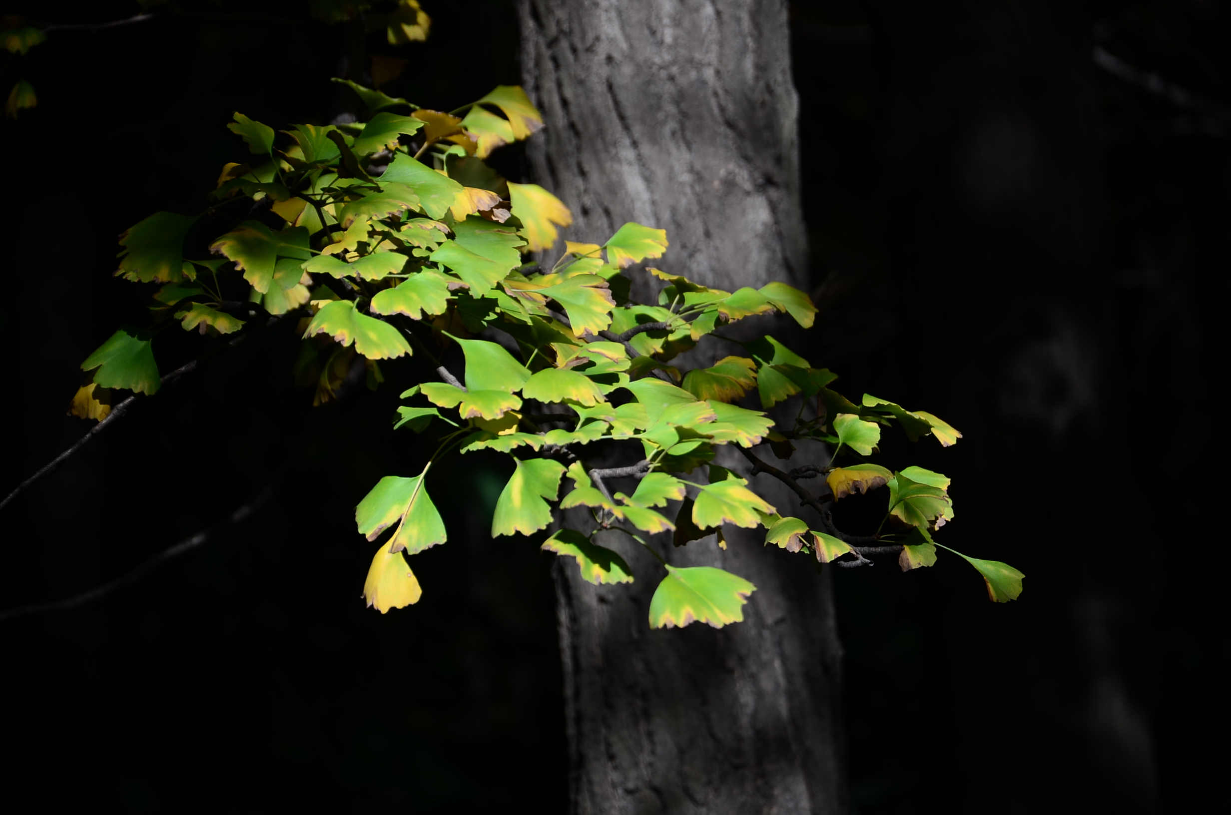 DSC_8663.JPG