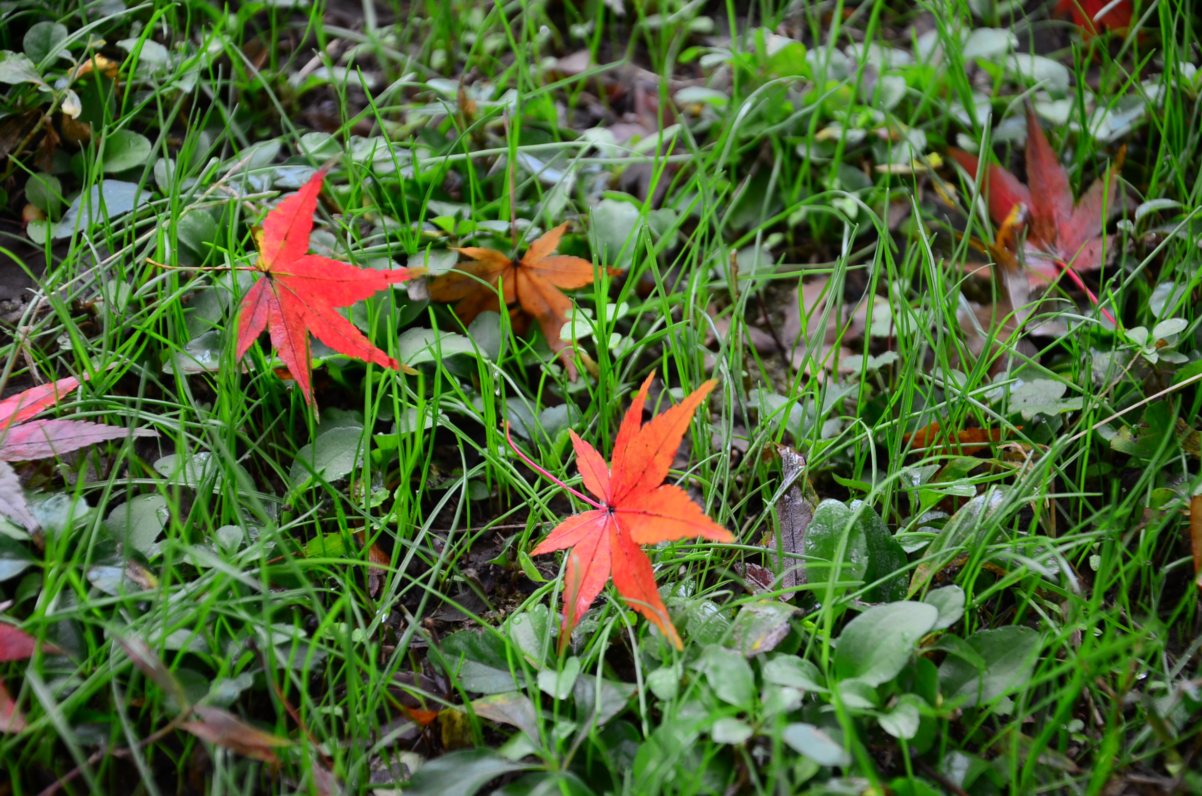 DSC_8136.JPG