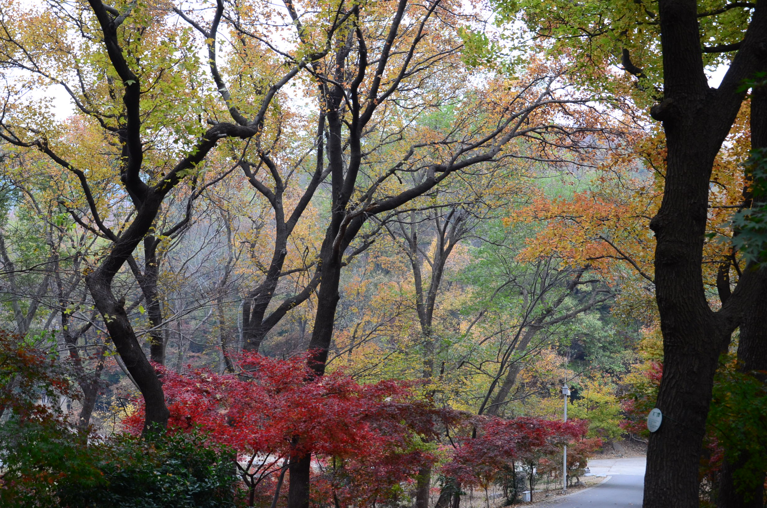 DSC_9507.JPG