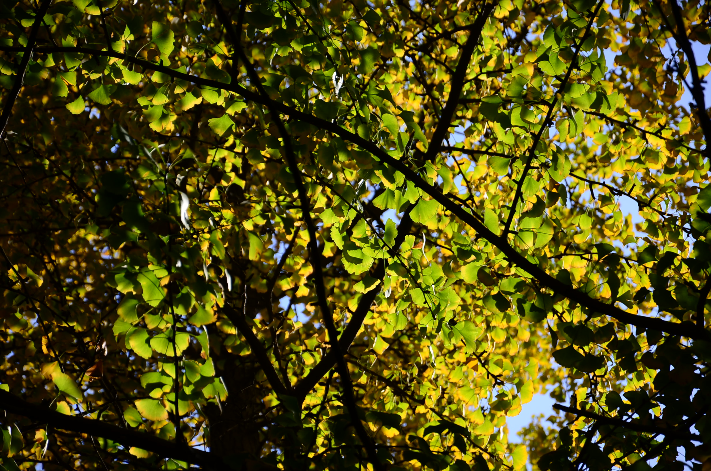 DSC_8651.JPG