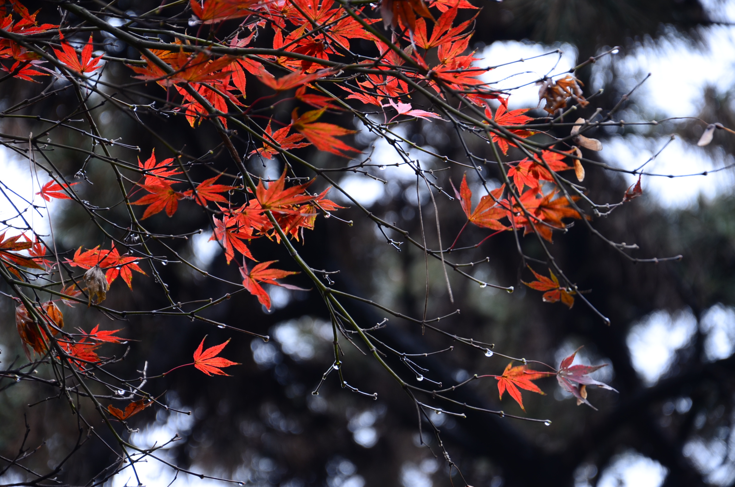DSC_8173.JPG