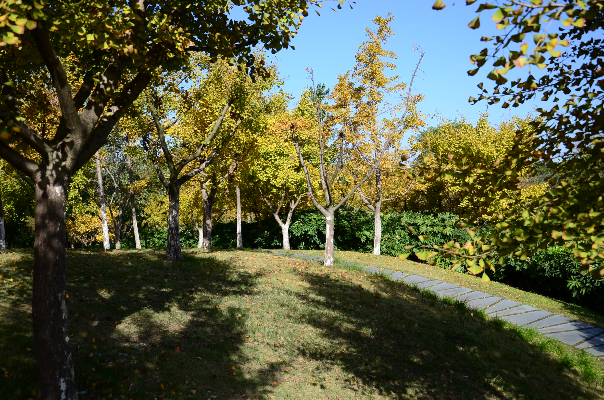 DSC_8513.JPG