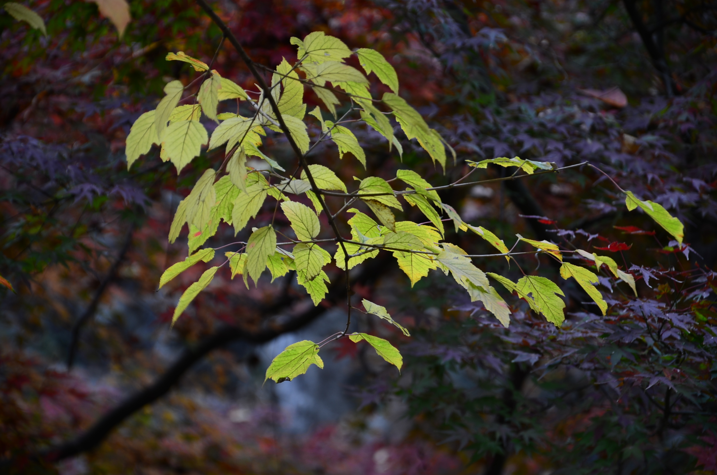 DSC_9346.JPG