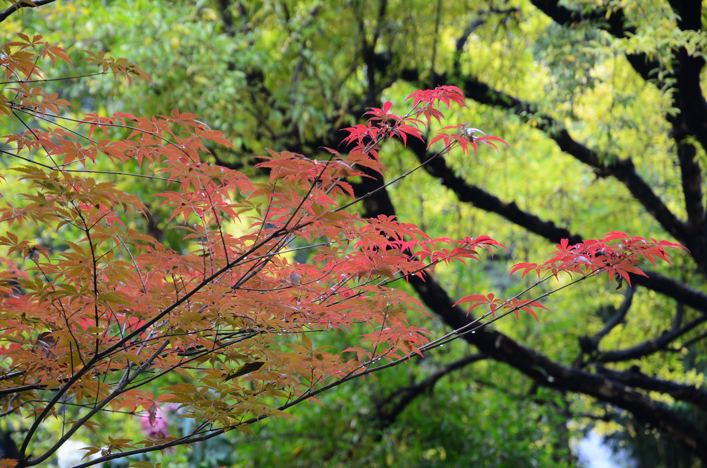 DSC_8069.JPG