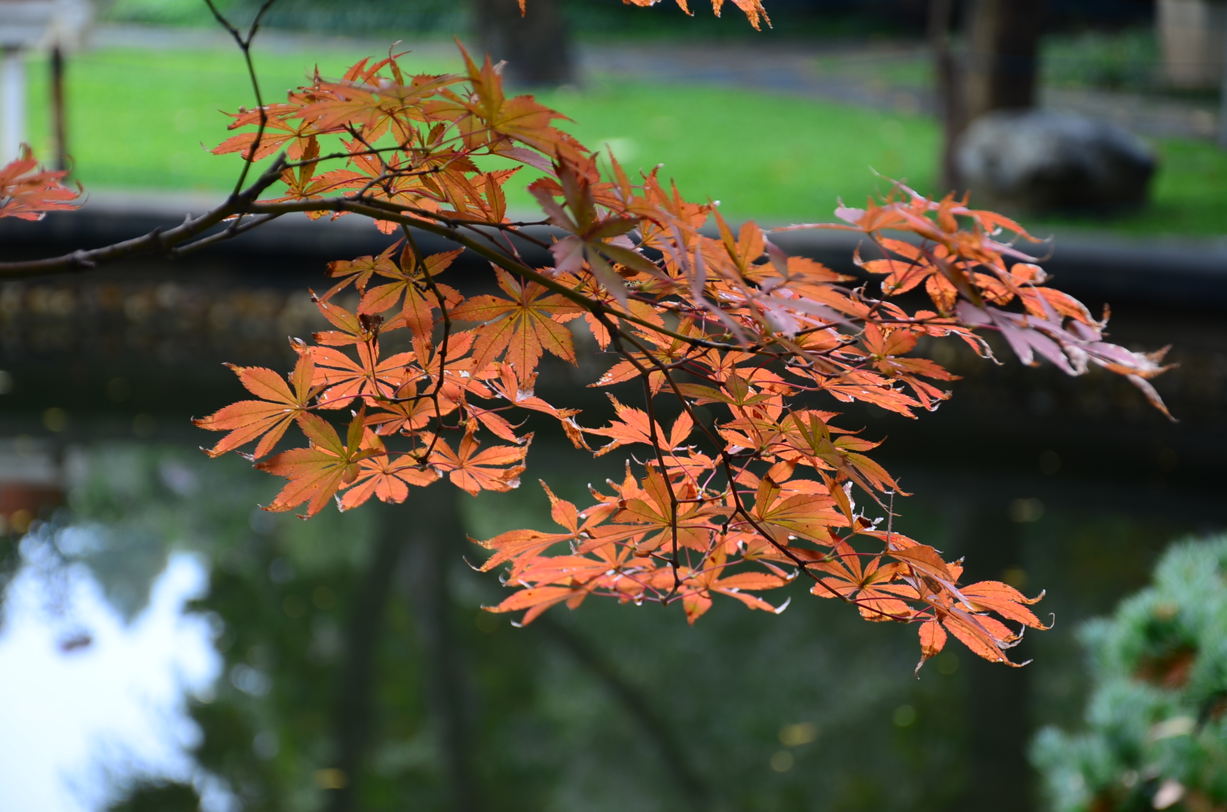 DSC_8064.JPG