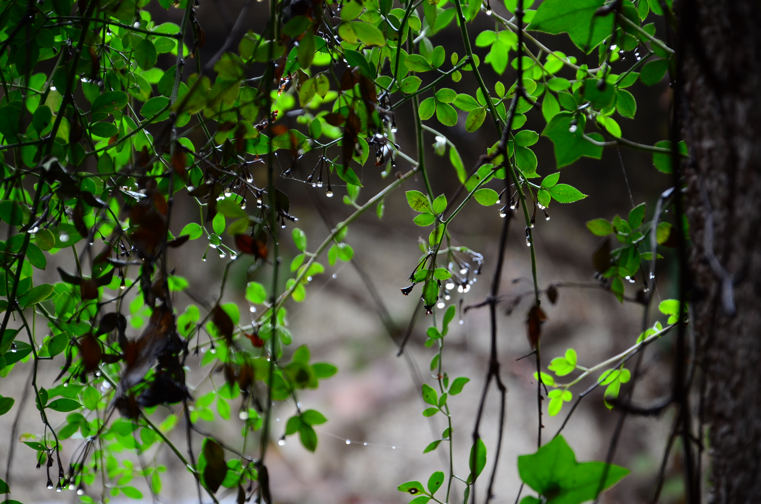 DSC_8006.JPG