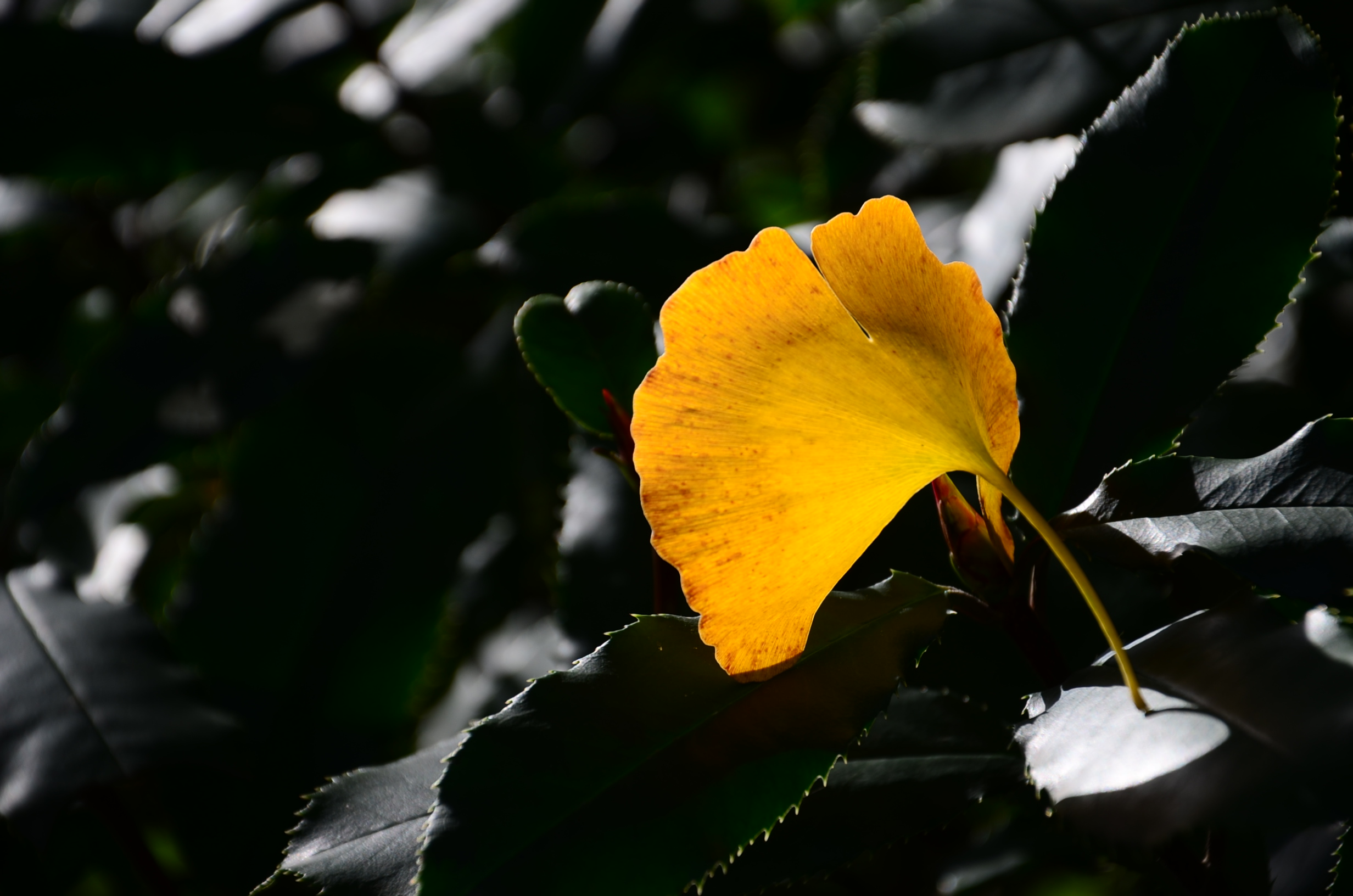 DSC_8703.JPG