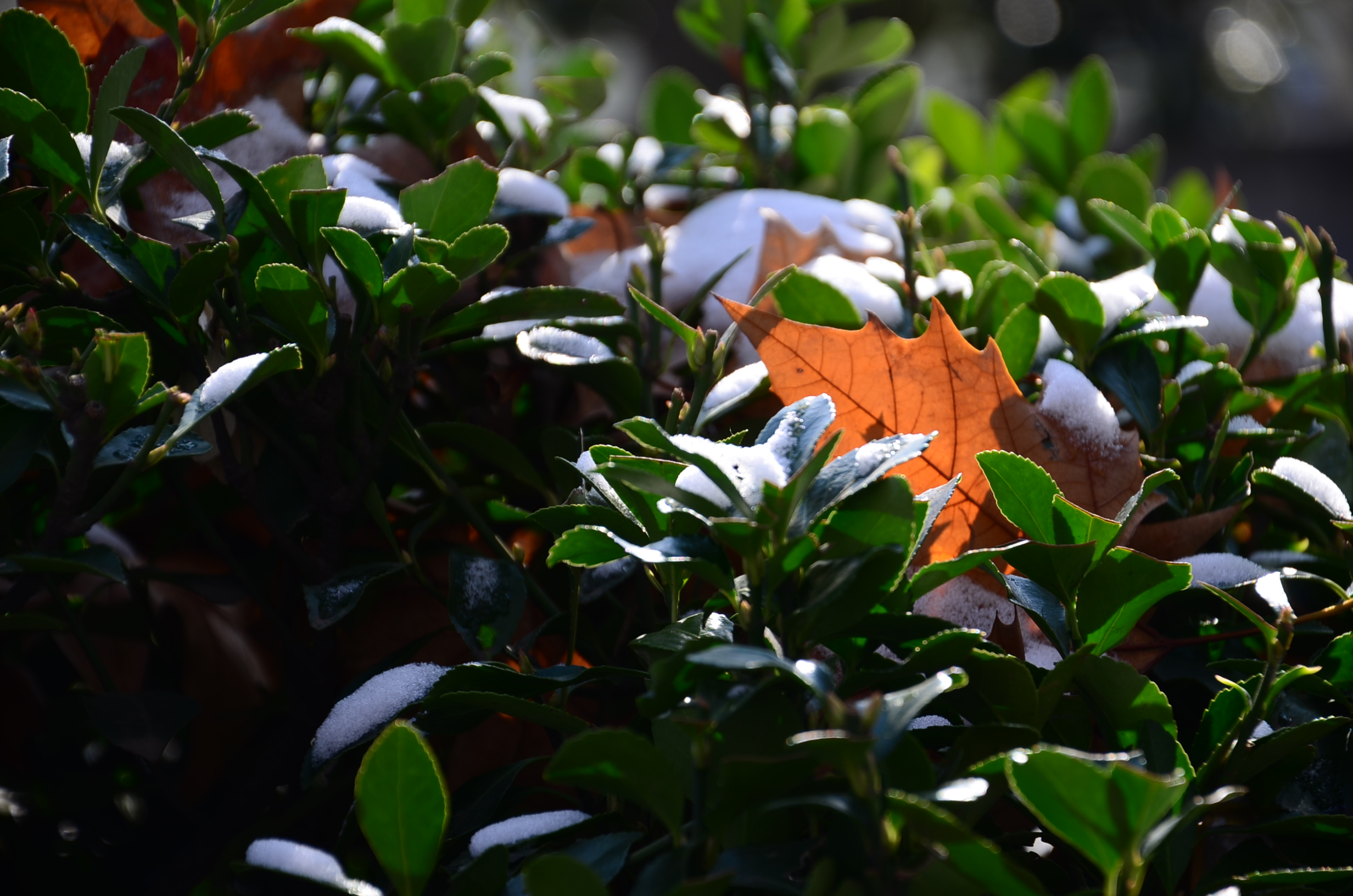 DSC_0589.JPG
