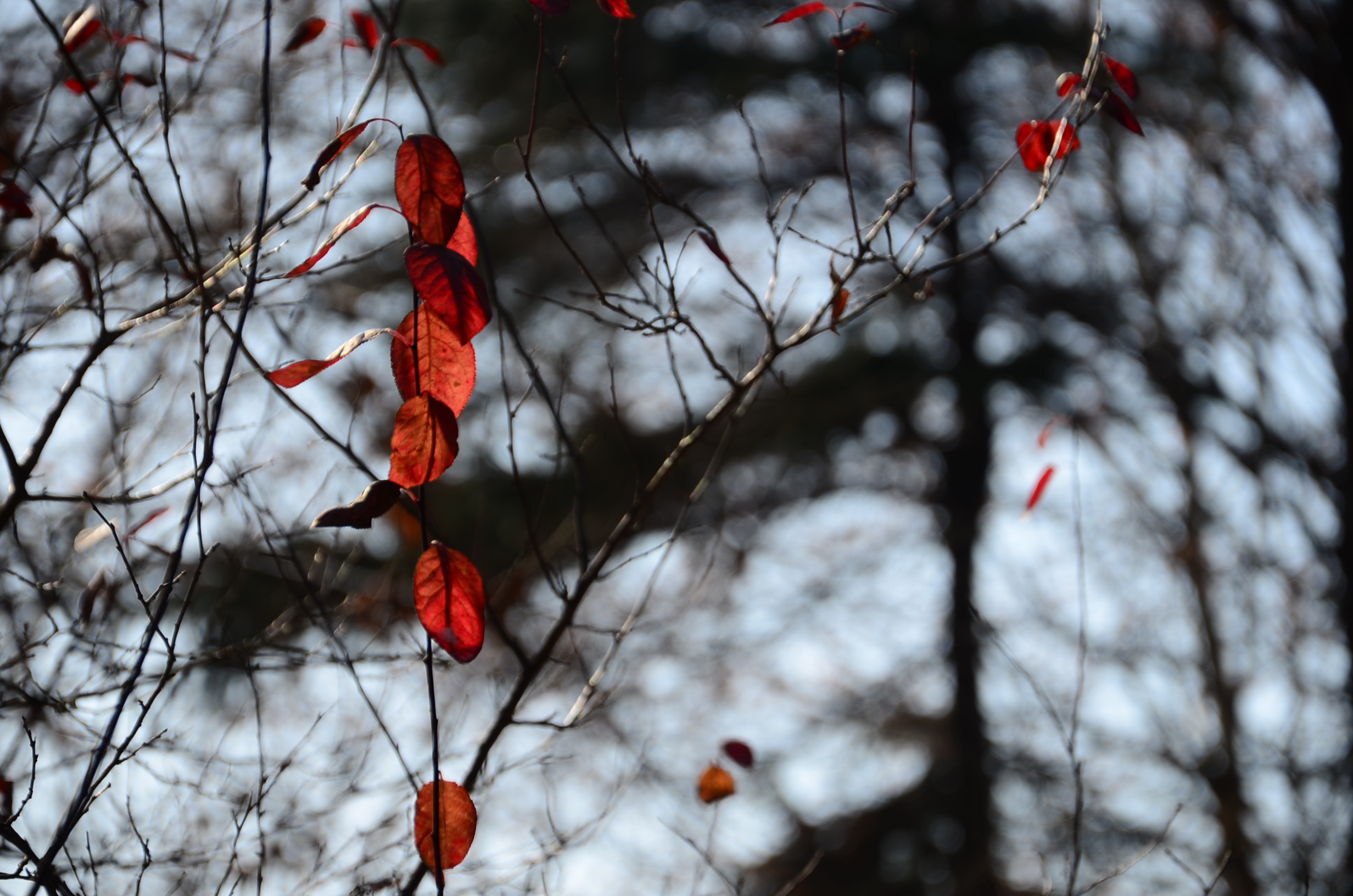 DSC_0581.JPG