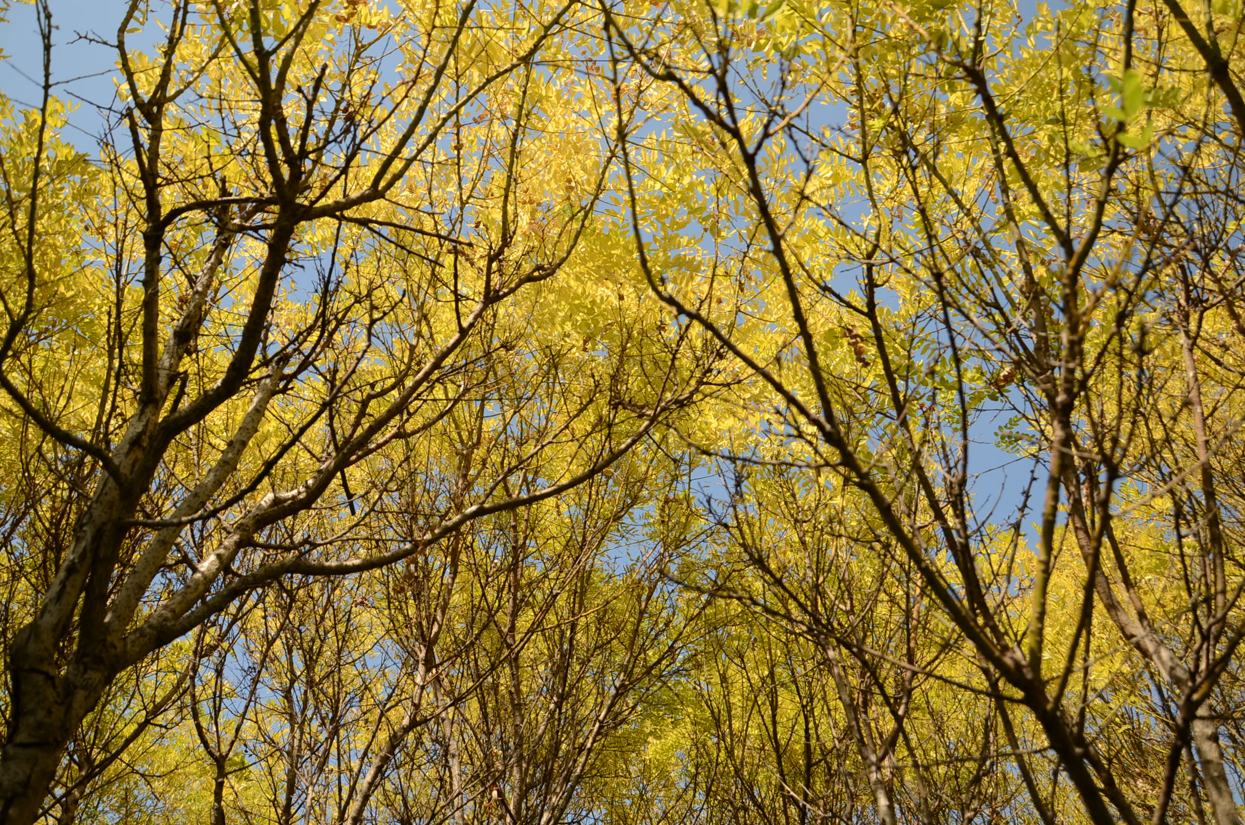 DSC_0681.JPG