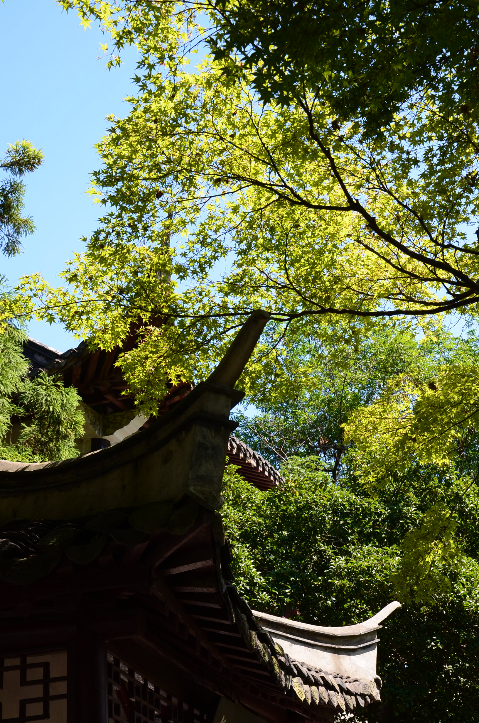 DSC_7906.JPG