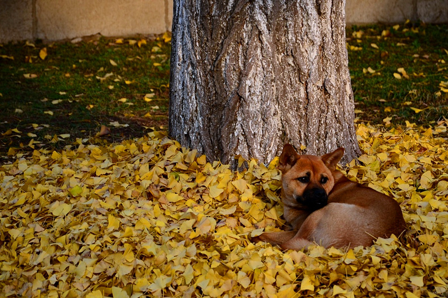 DSC_0379.jpg