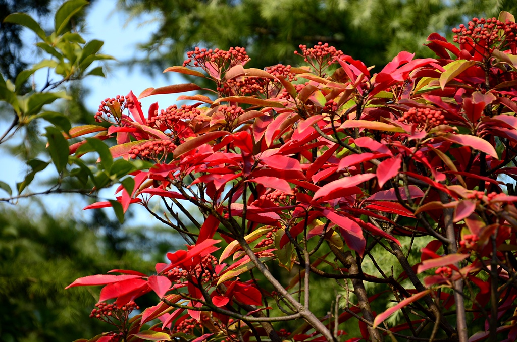 DSC_0290.JPG