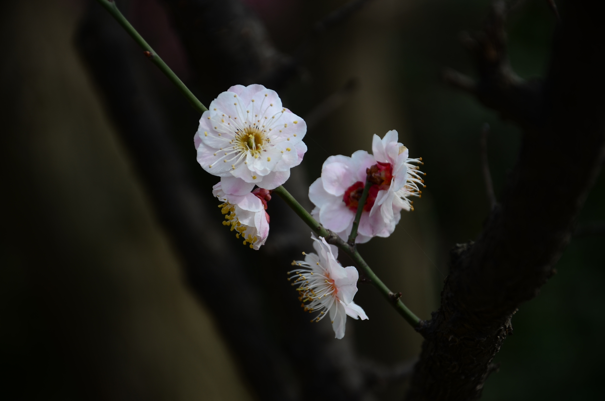 DSC_2793.JPG