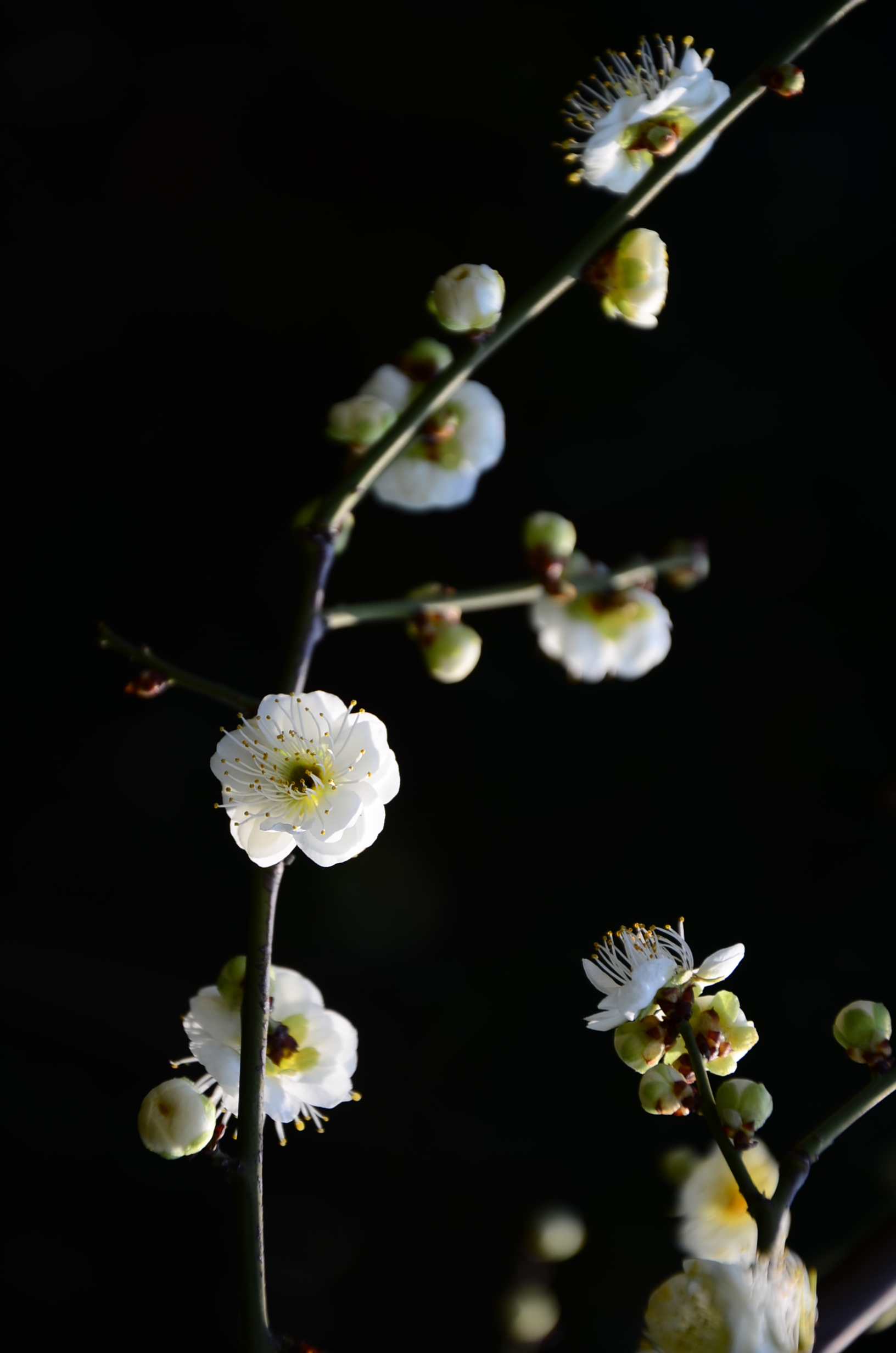 DSC_3239.JPG