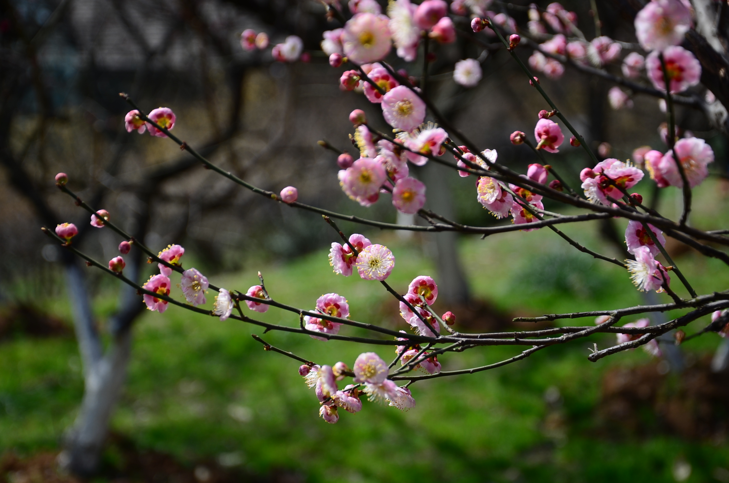 DSC_2680.JPG