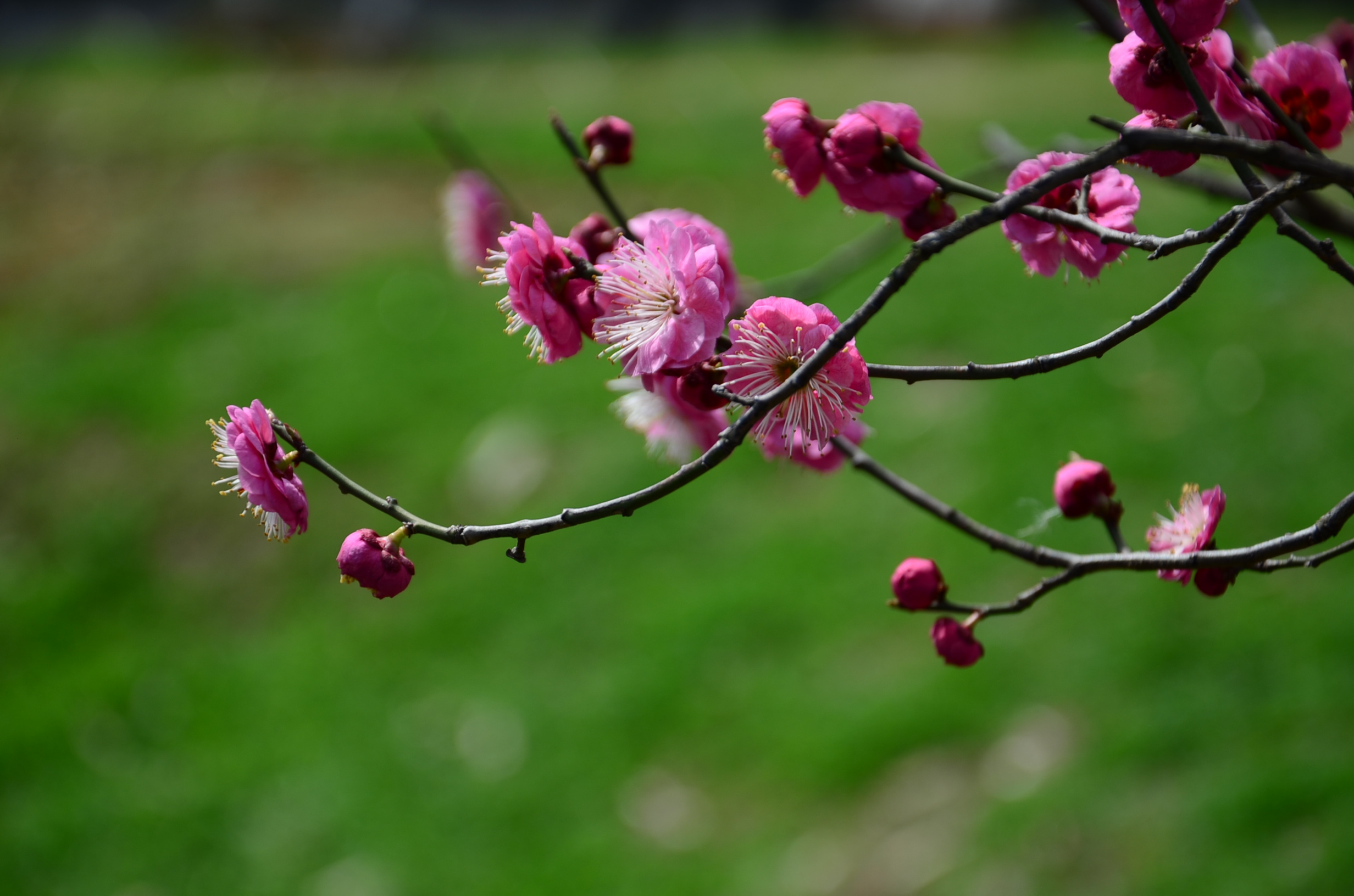 DSC_2729.JPG