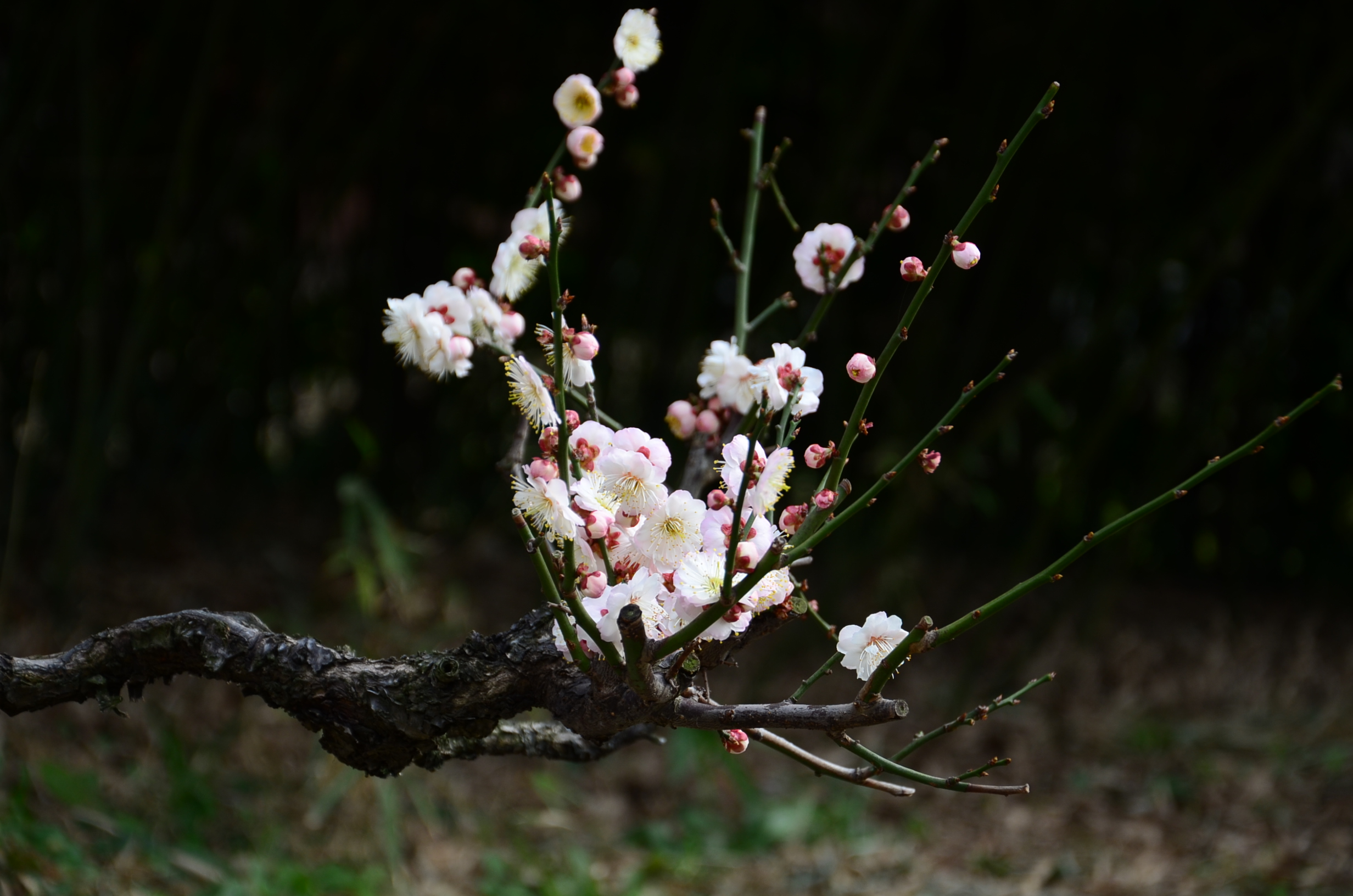DSC_2987.JPG