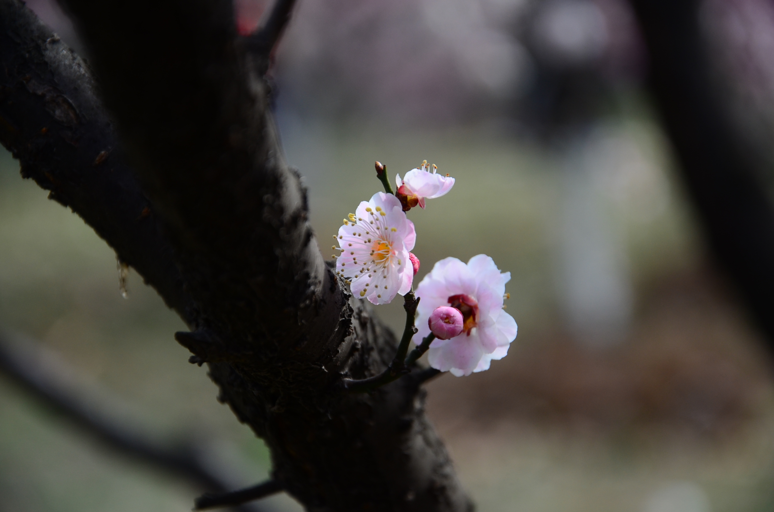 DSC_2839.JPG