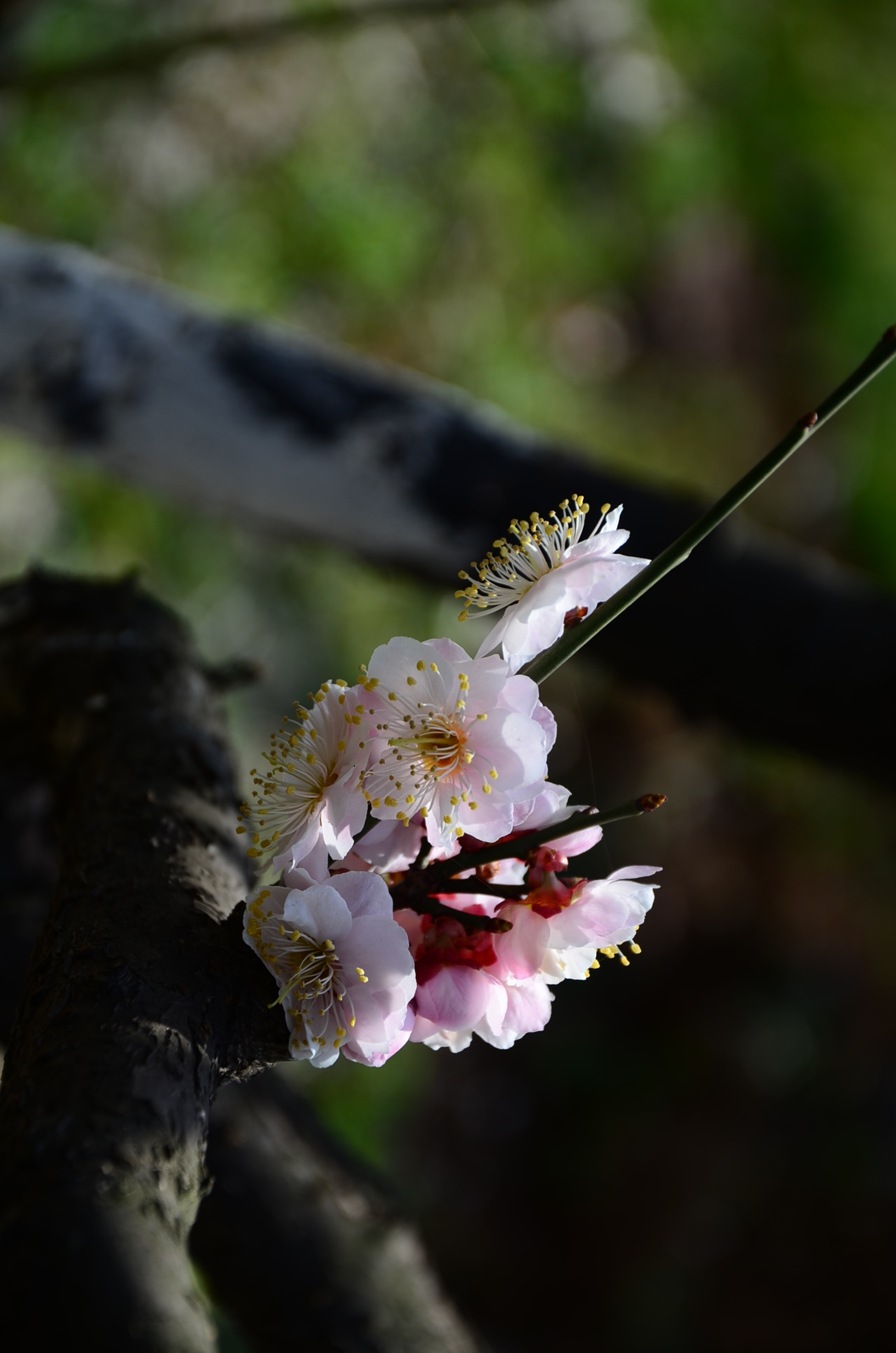 DSC_2666.JPG