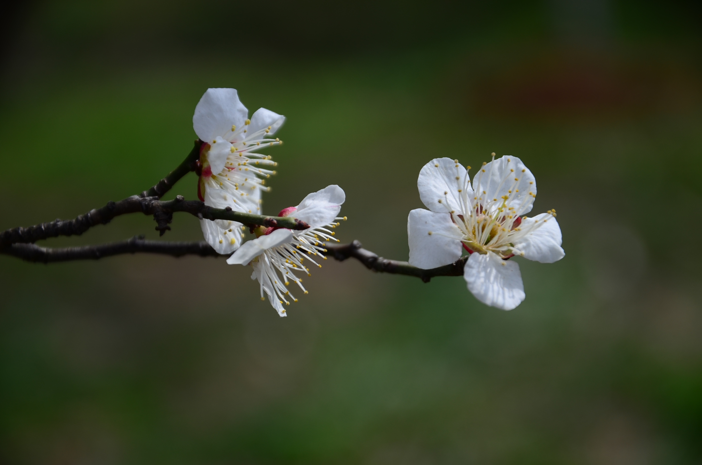 DSC_2751.JPG