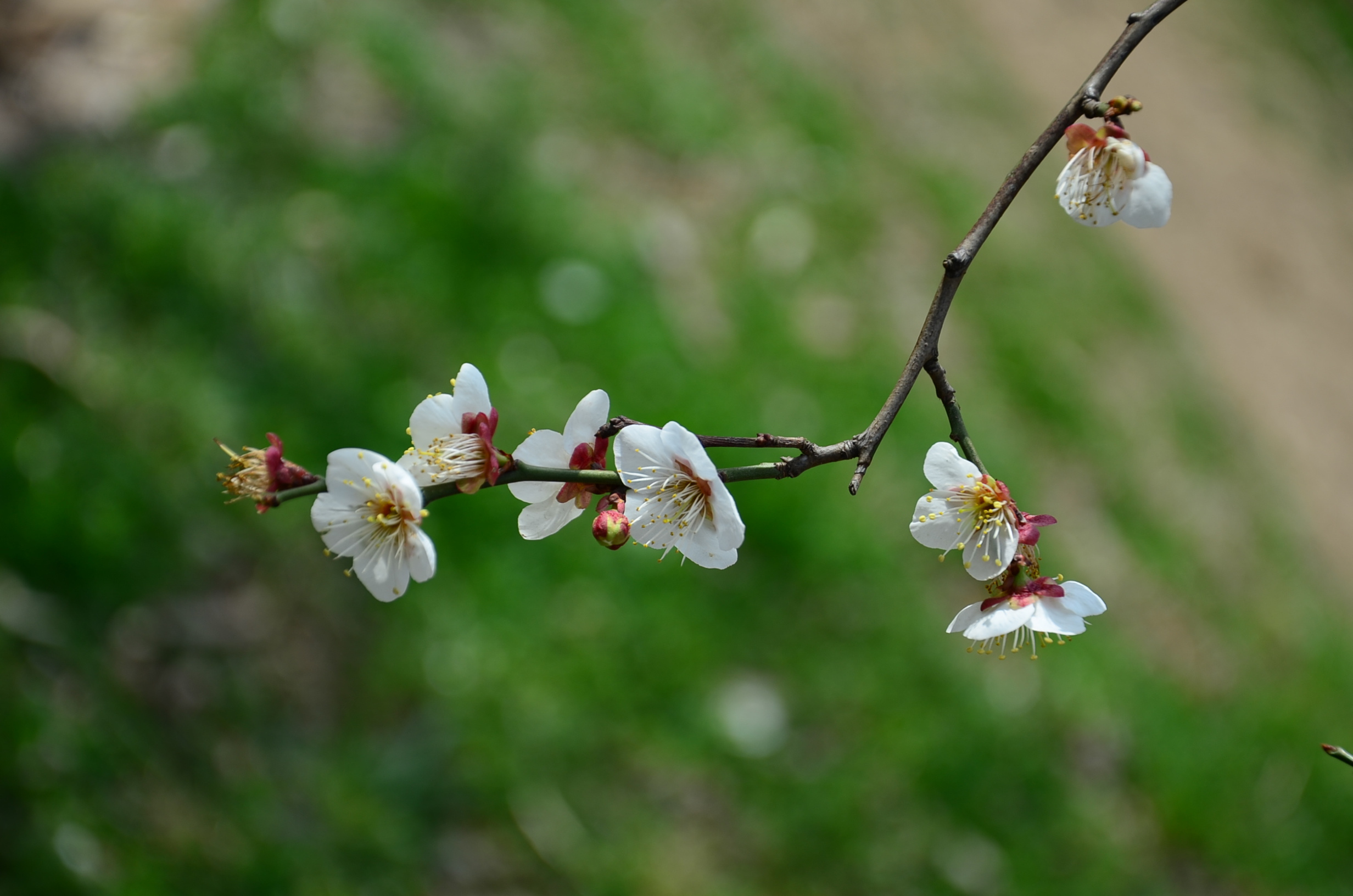DSC_2771.JPG