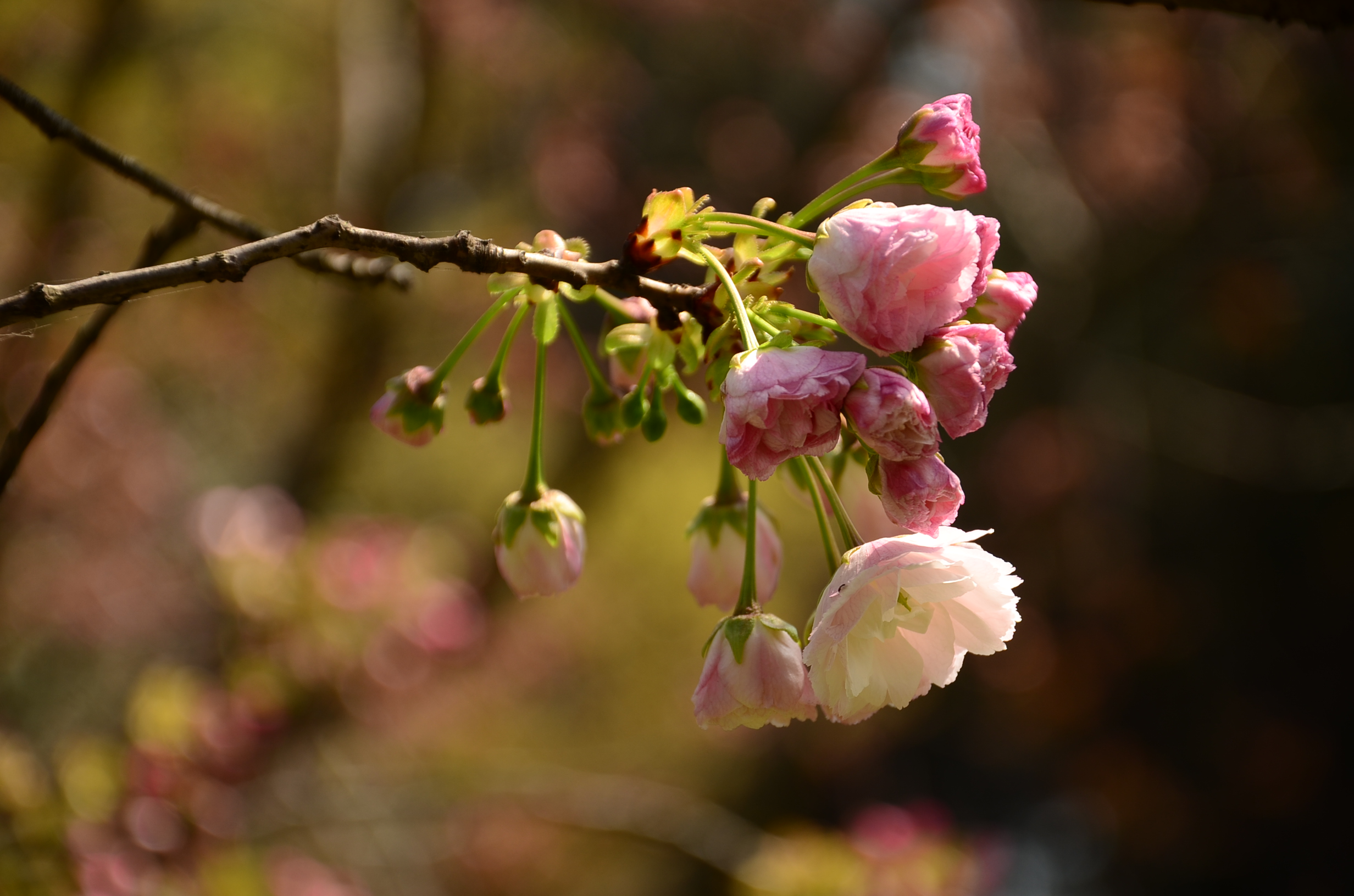 DSC_7622.JPG