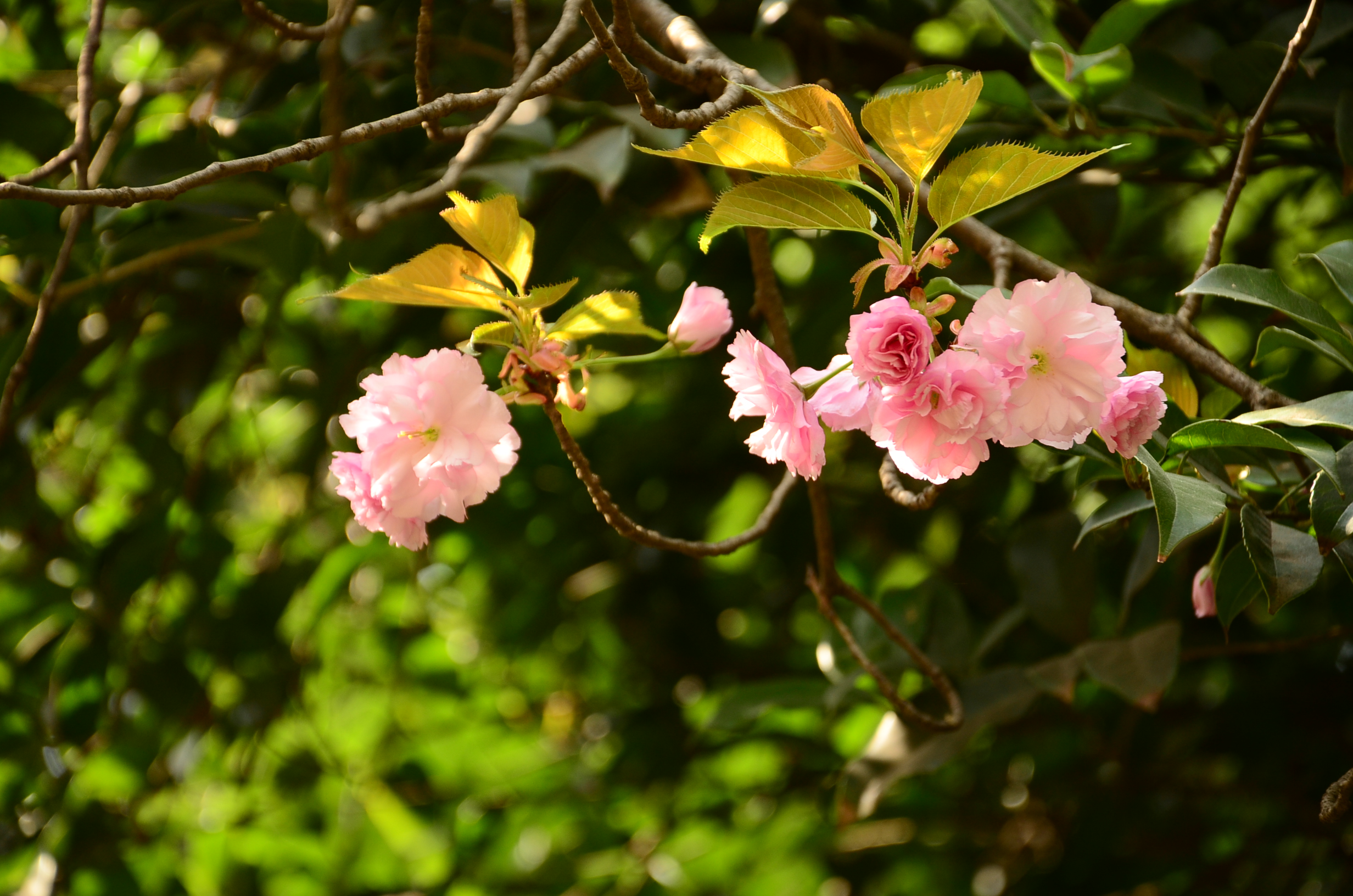 DSC_7864.JPG