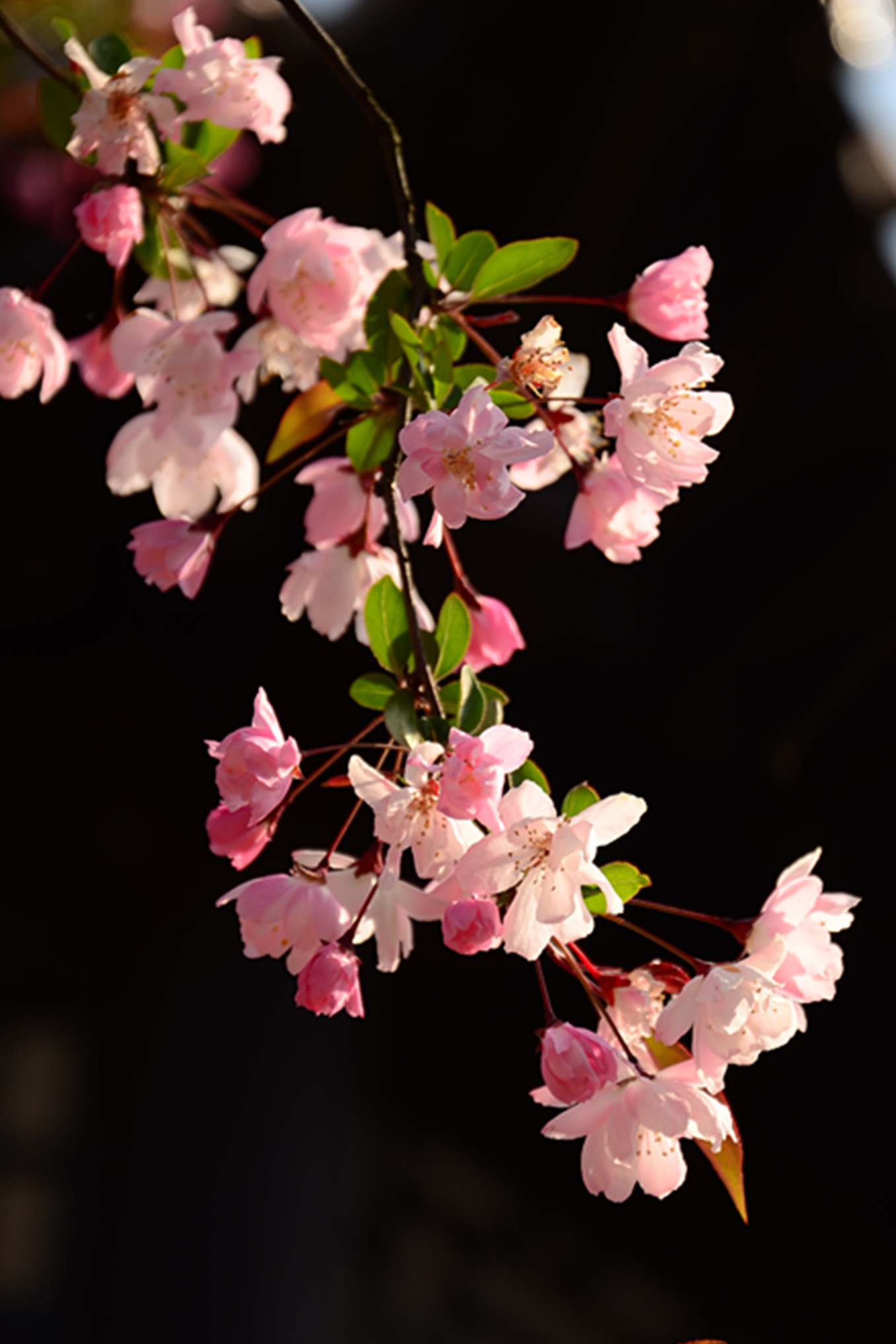 DSC_7339.jpg