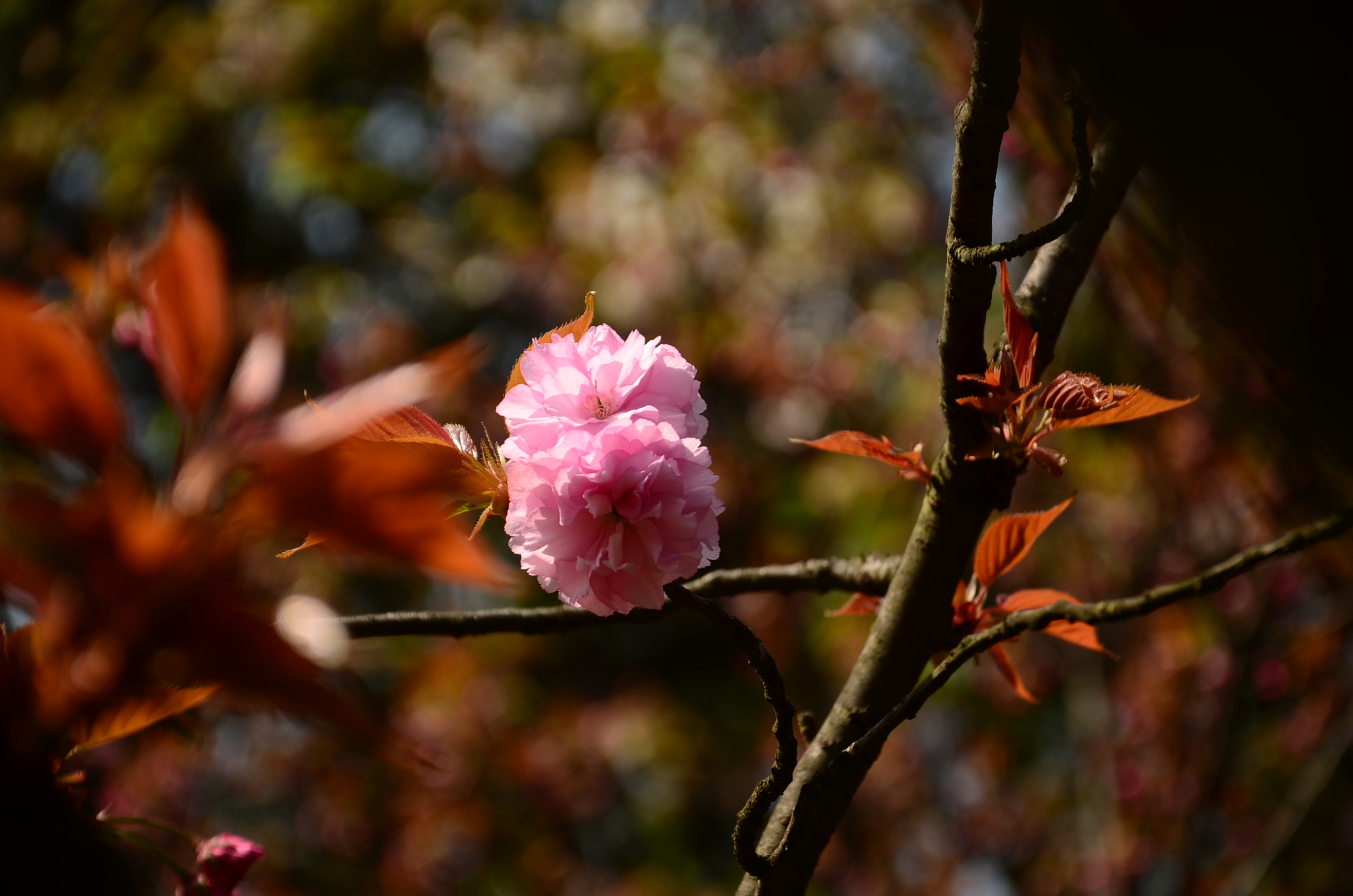 DSC_7566.JPG