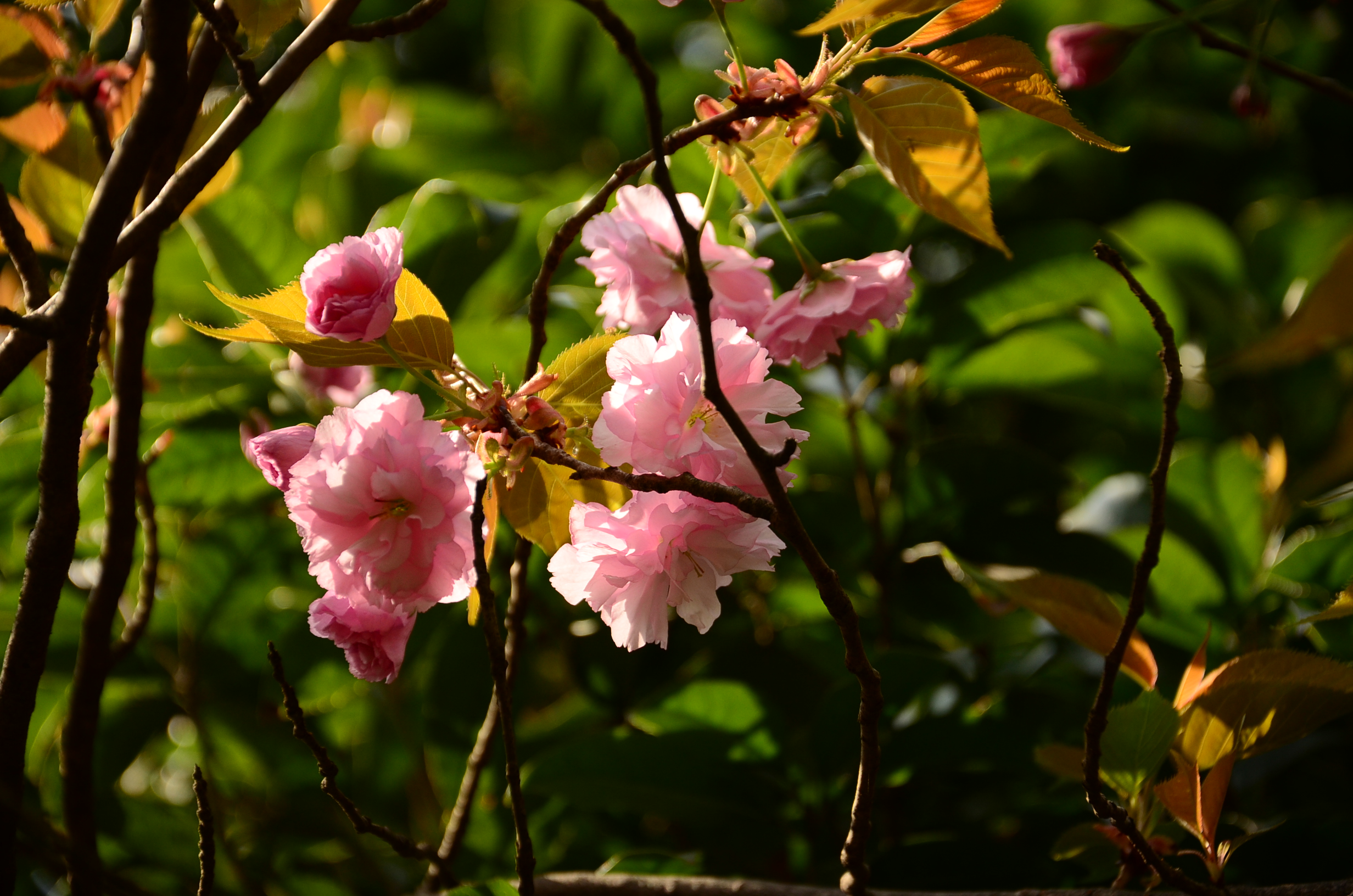 DSC_7854.JPG
