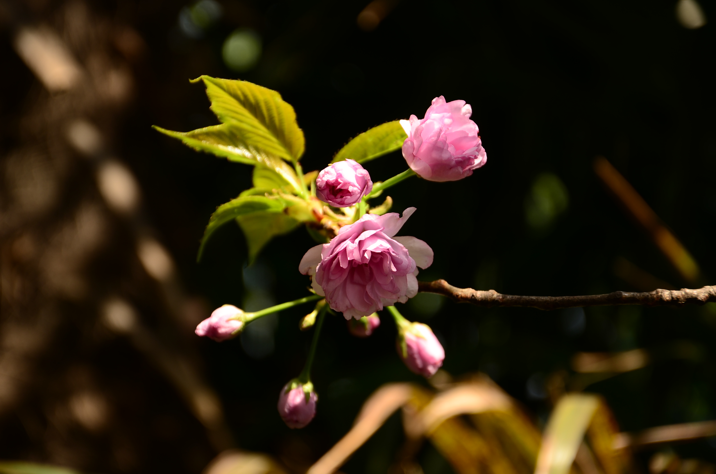 DSC_7597.JPG