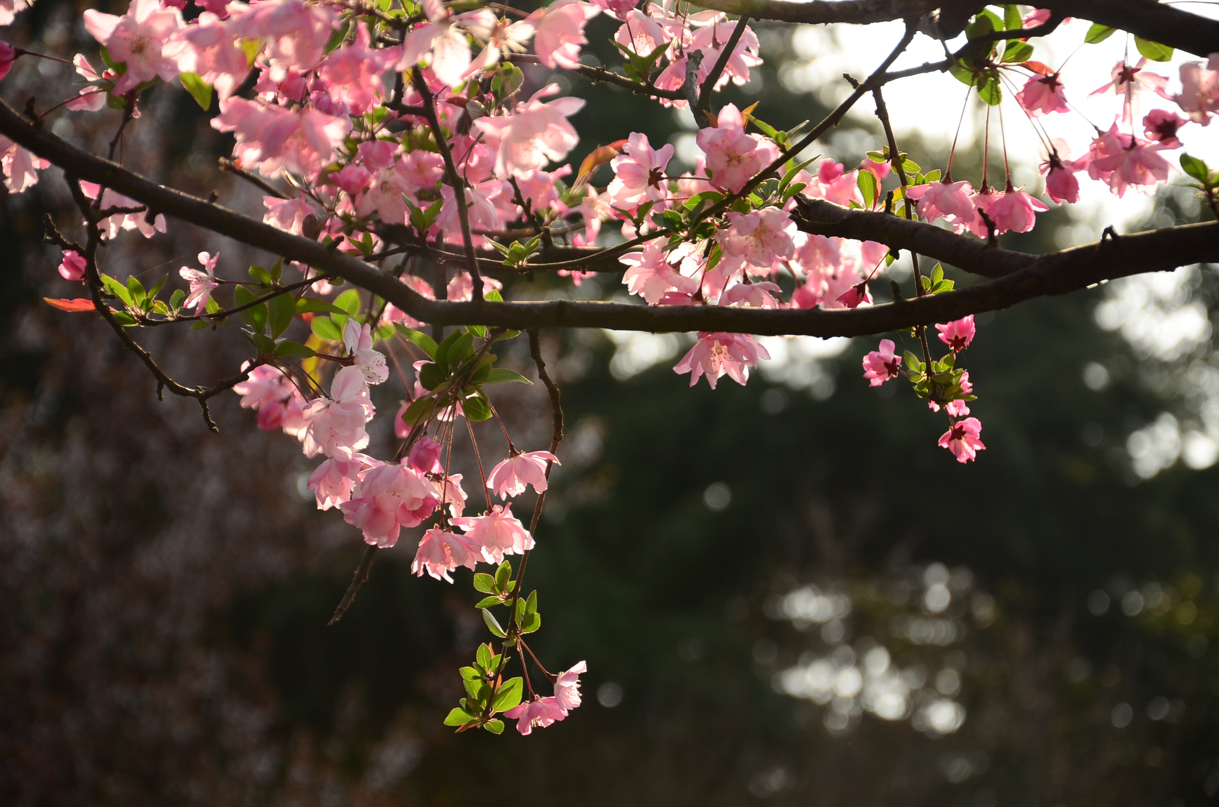 DSC_7293.JPG