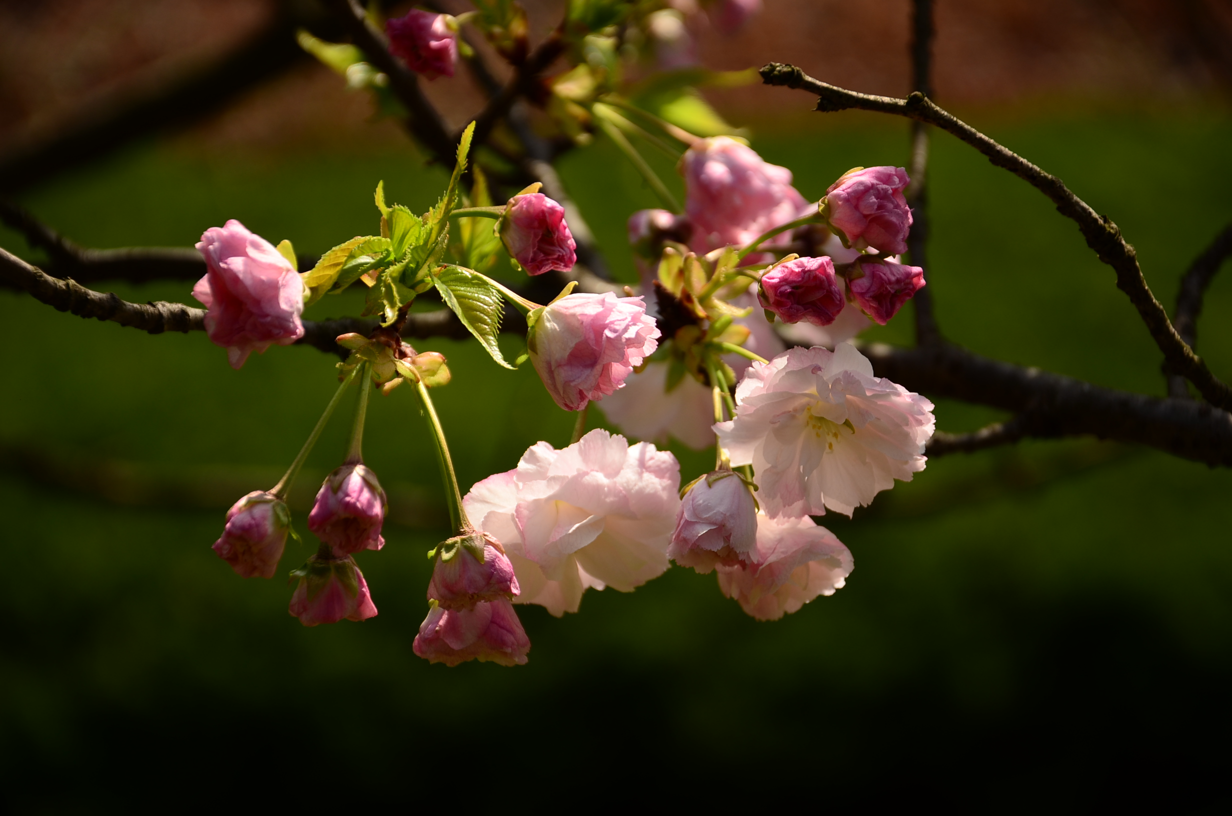DSC_7631.JPG