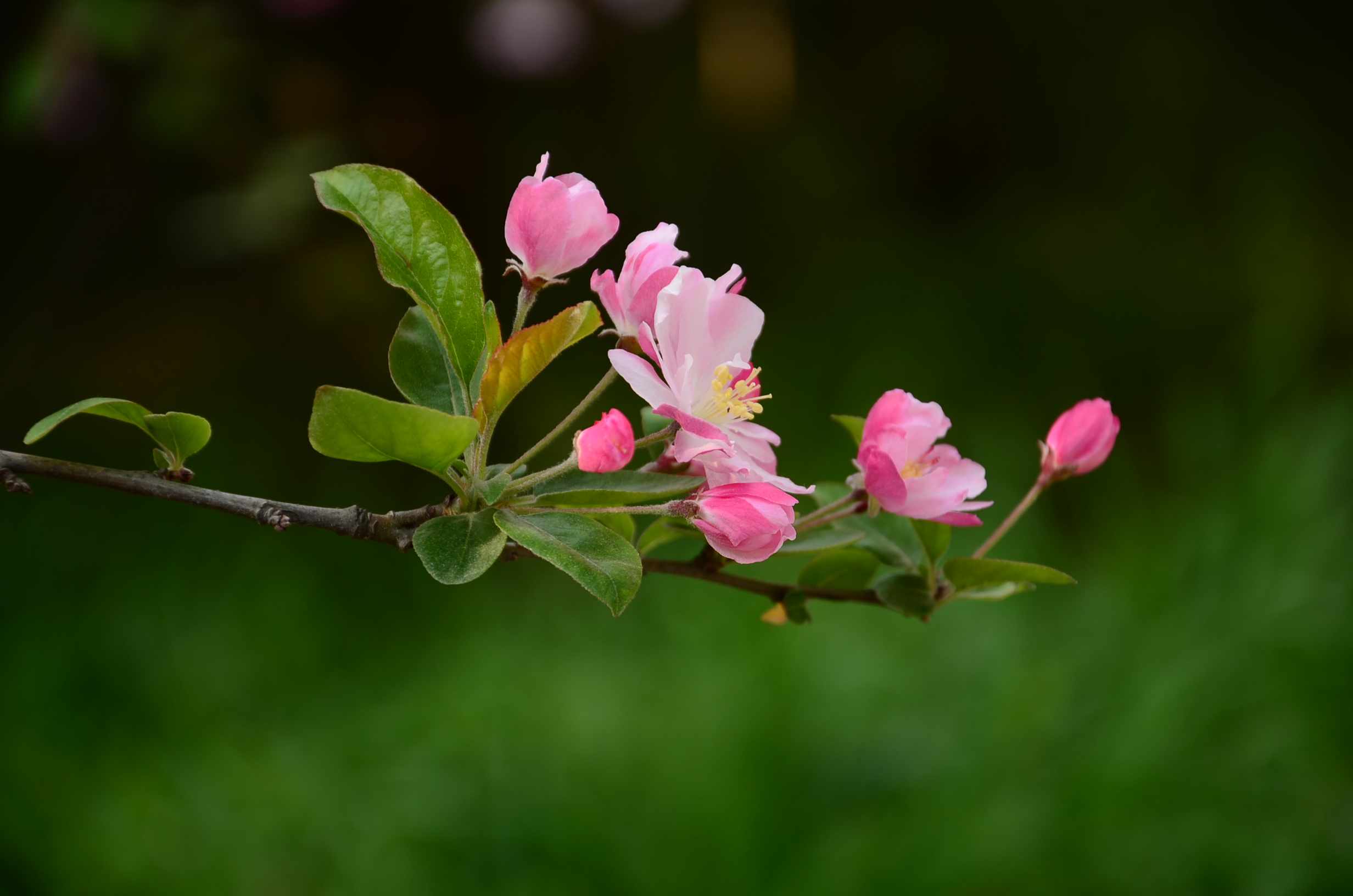 DSC_7327.JPG
