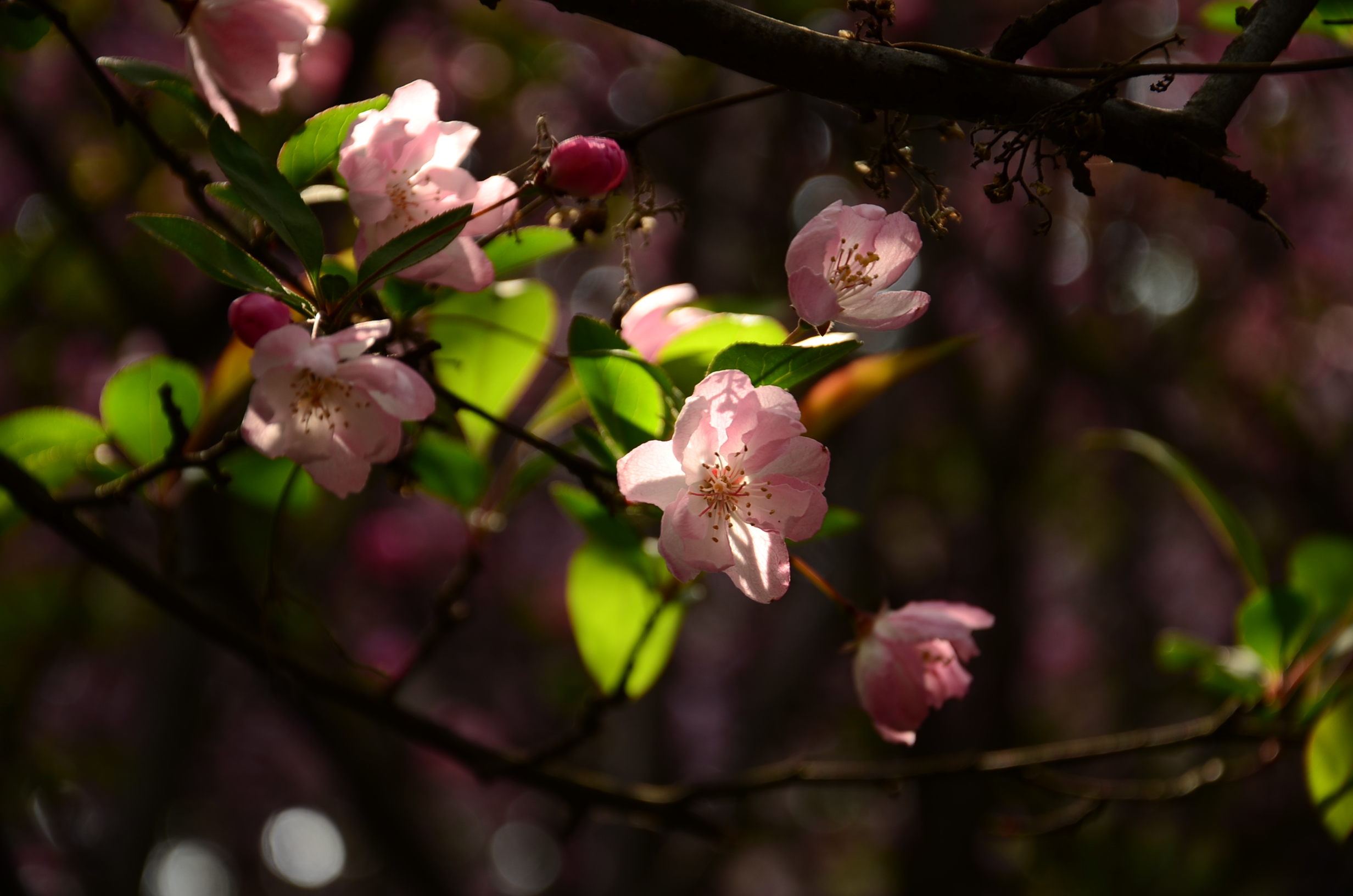 DSC_7387.JPG