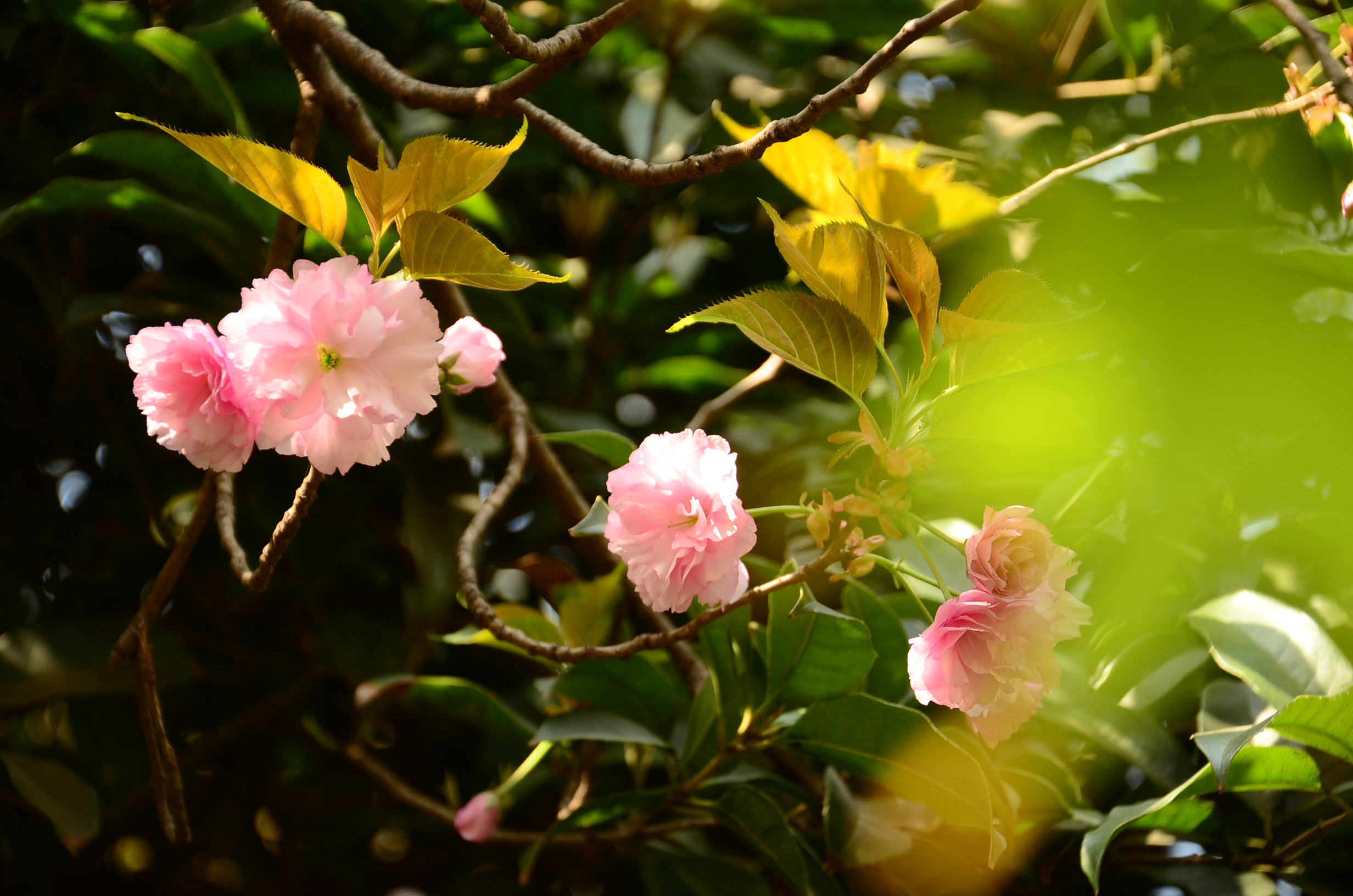 DSC_7856.JPG