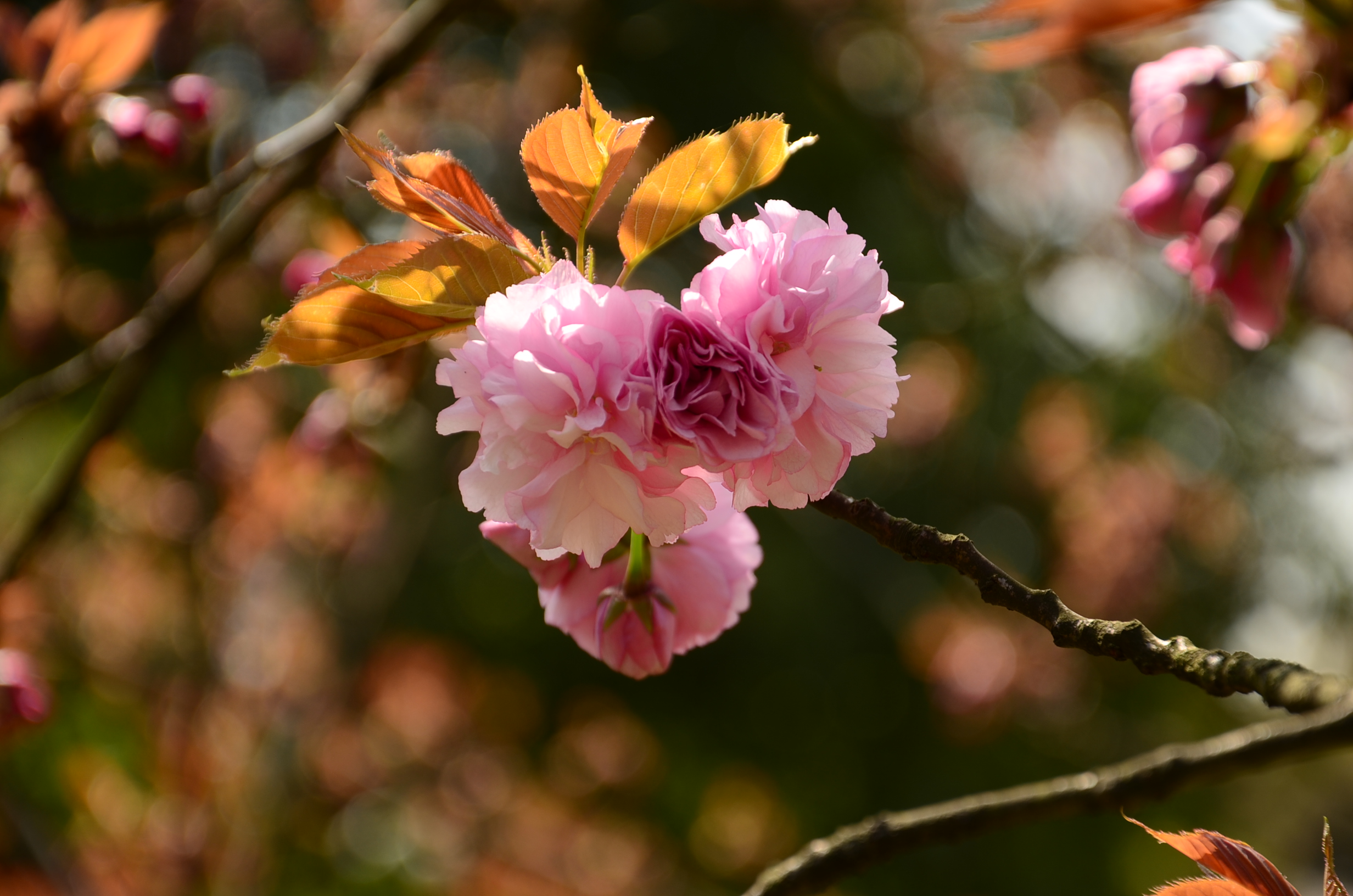 DSC_7640.JPG