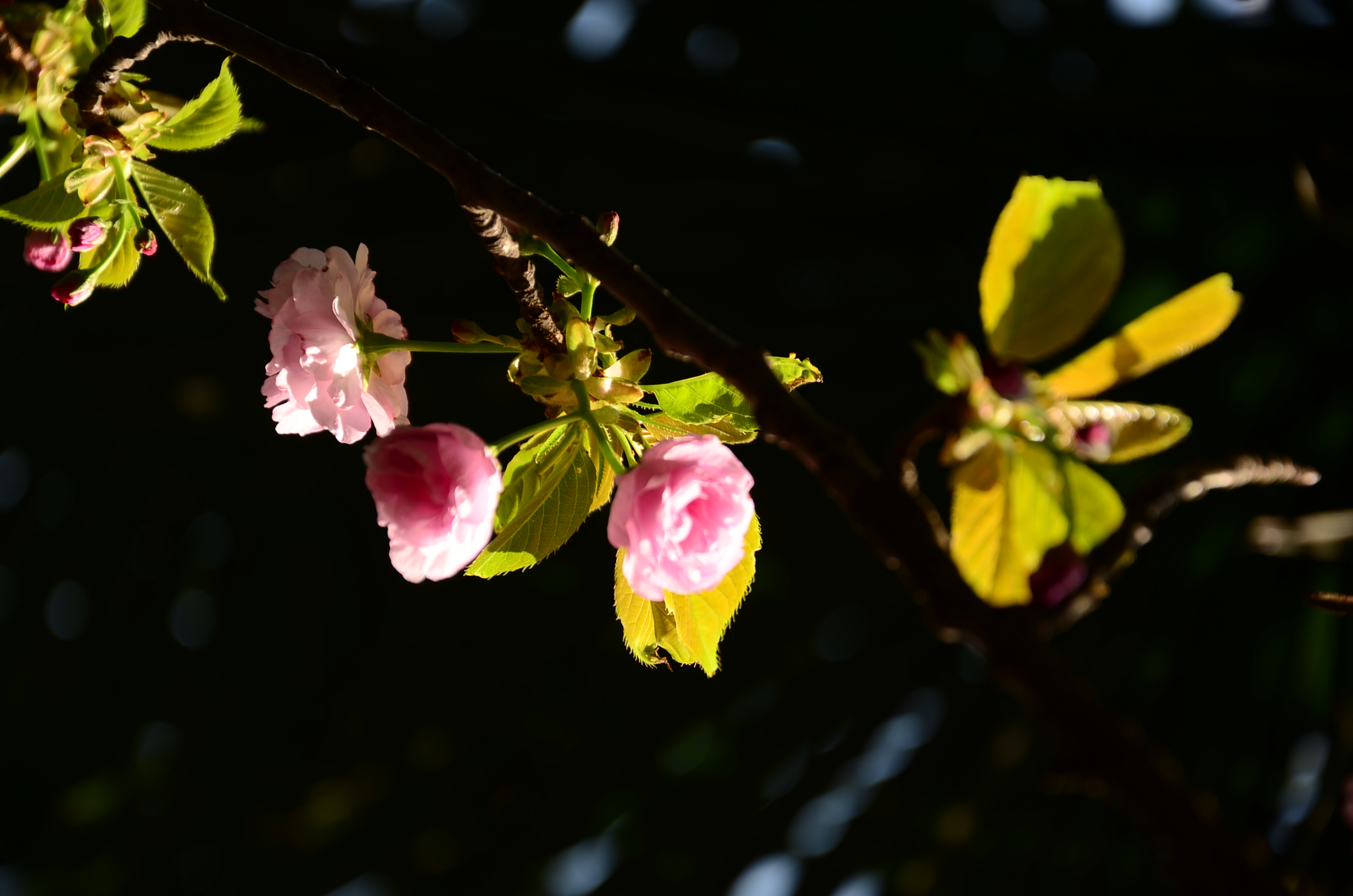 DSC_7593.JPG