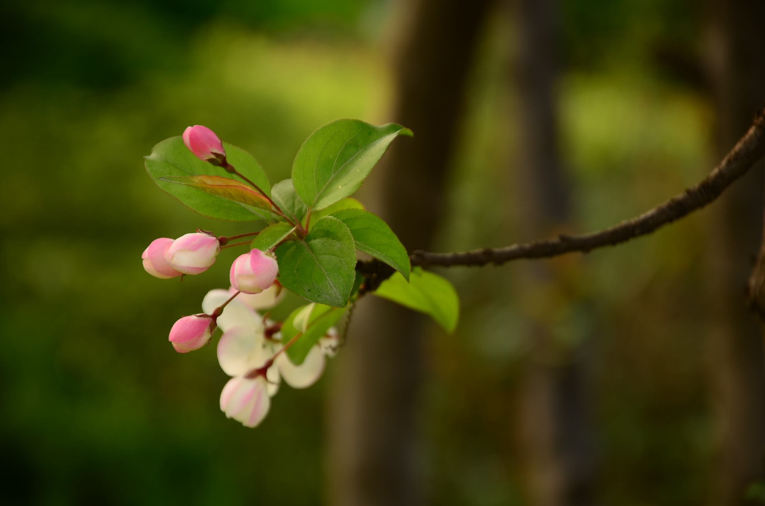 DSC_6381.JPG