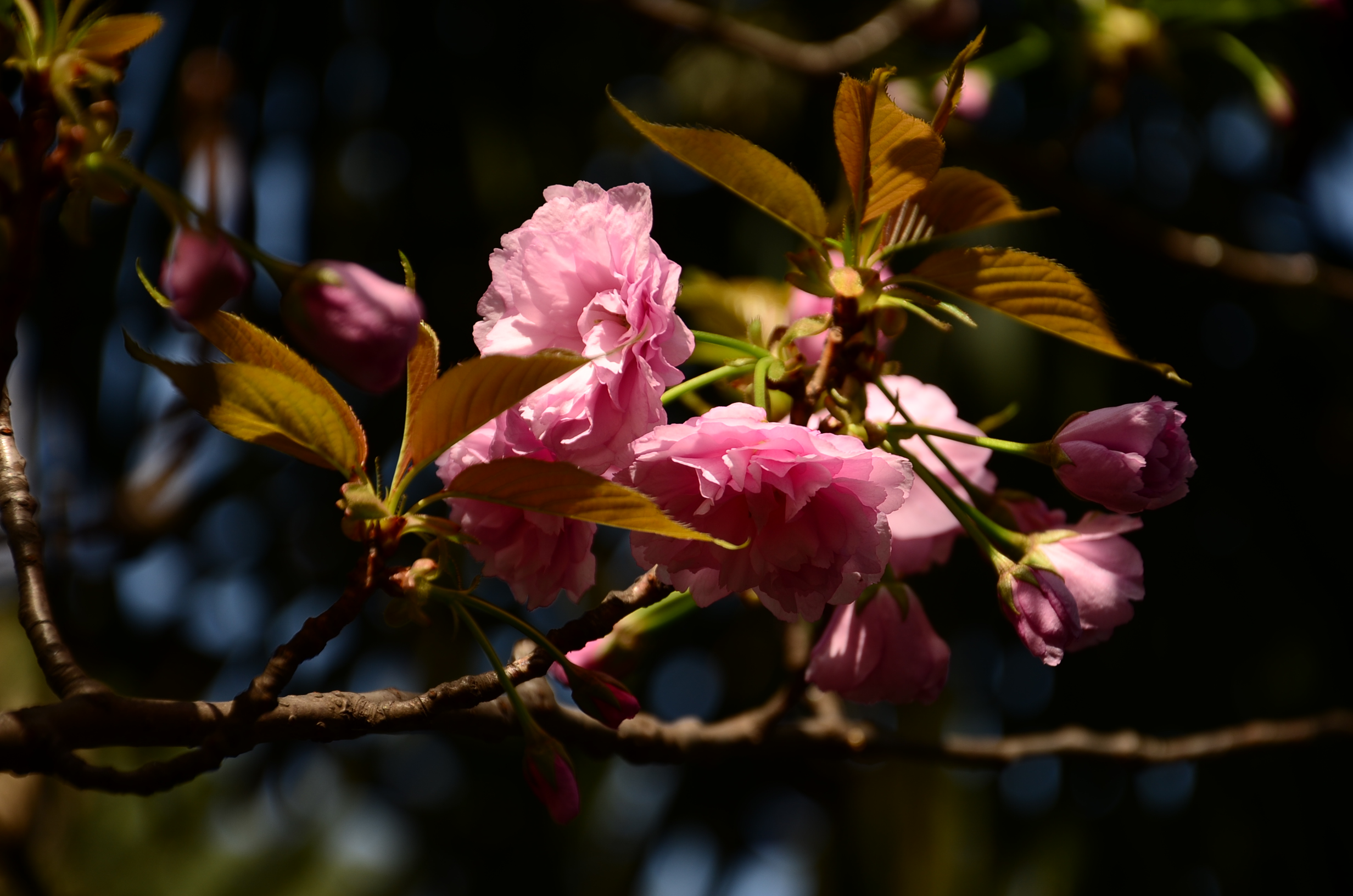 DSC_7590.JPG