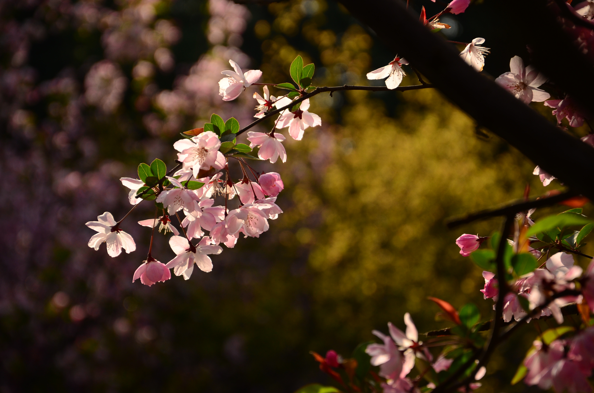 DSC_7291.JPG