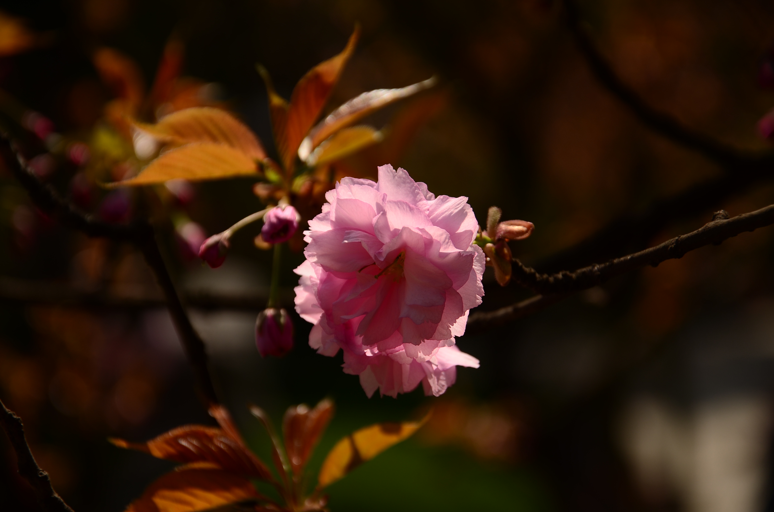 DSC_7603.JPG